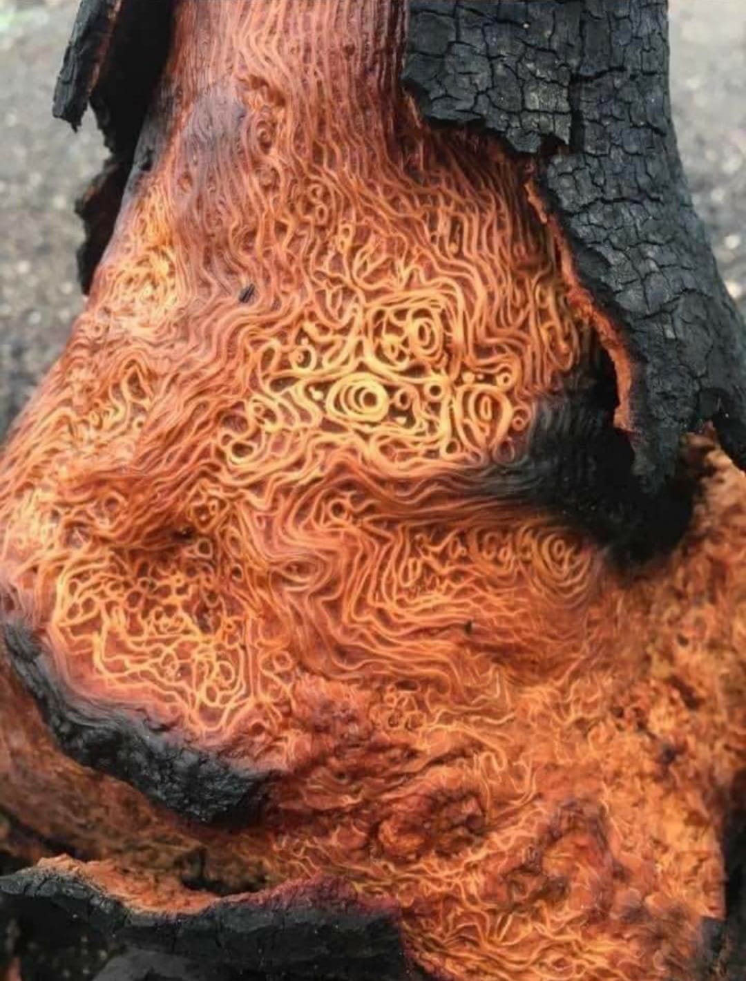 Cobb Institute - Striking image of a recently burned tree, exposing its ...