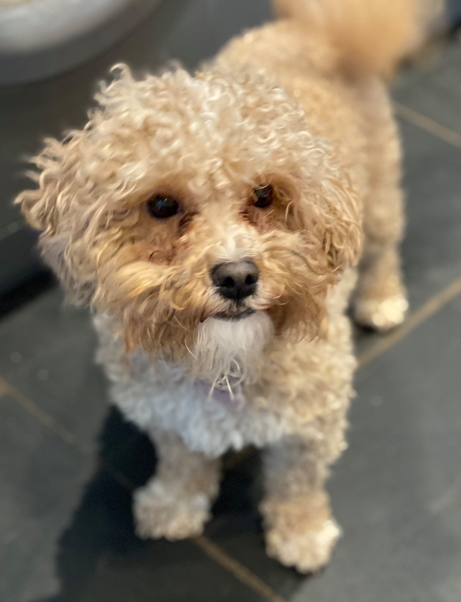 MoCockapoo/chon