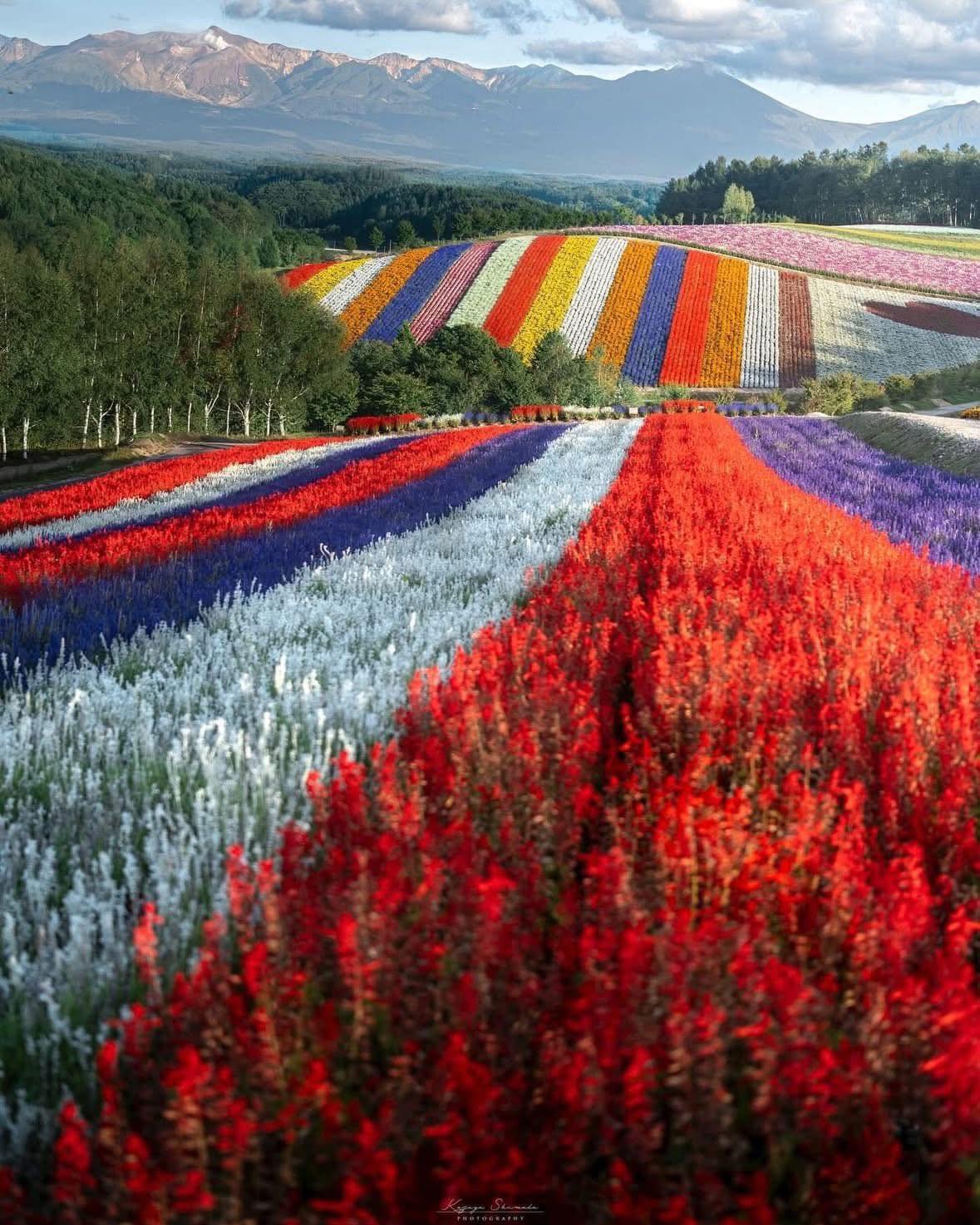 Shikisai-no-oka Flower Gardens in Hokkaido, Japan, Visitor Information