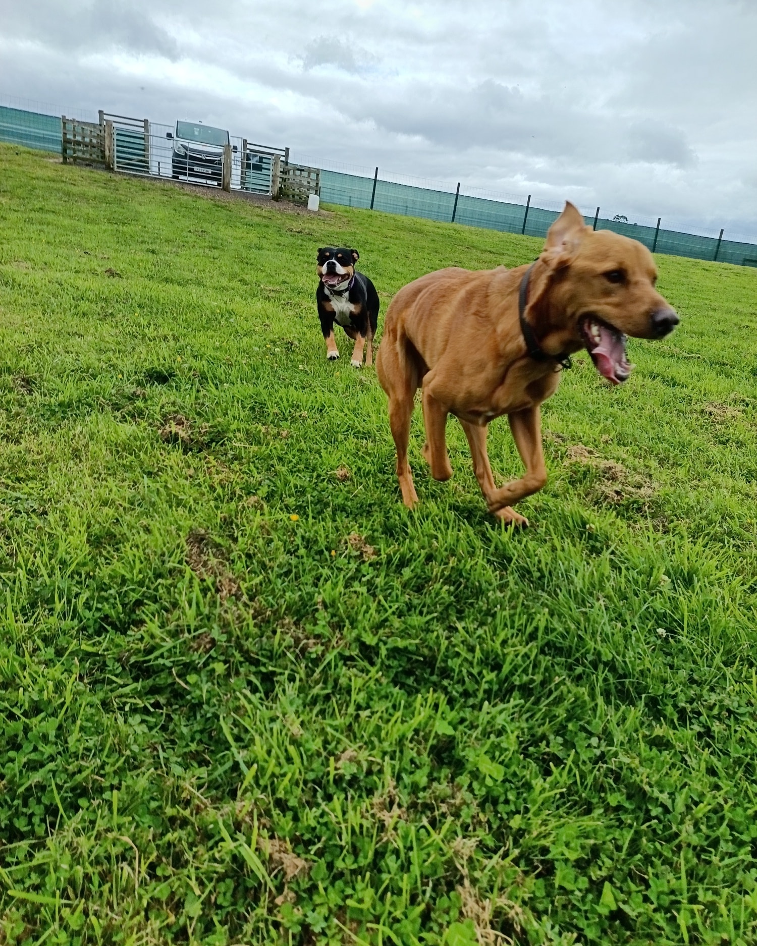 Dean Farm Dog Park | Dunfermline