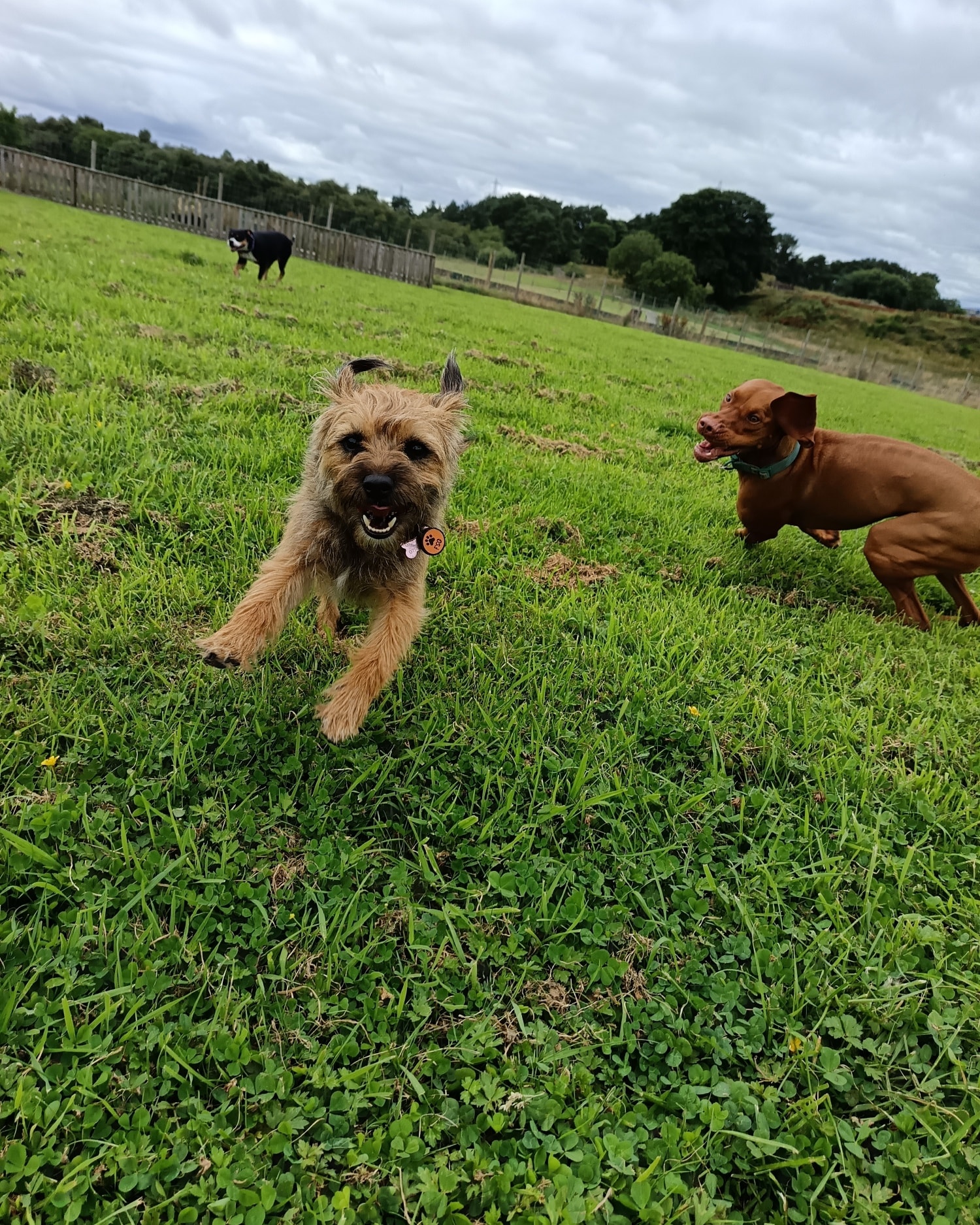 Dean Farm Dog Park | Dunfermline