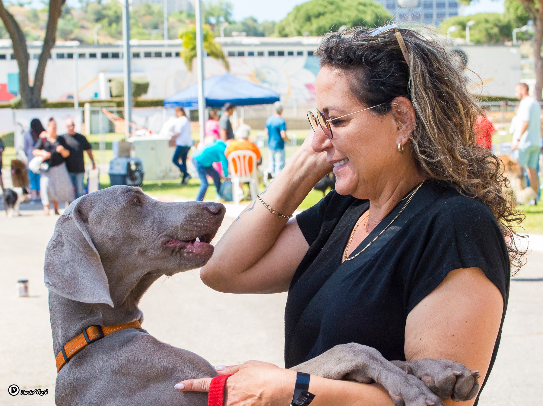 מקבץ תמונות... - ההתאחדות הישראלית לכלבנות Israel Kennel Club