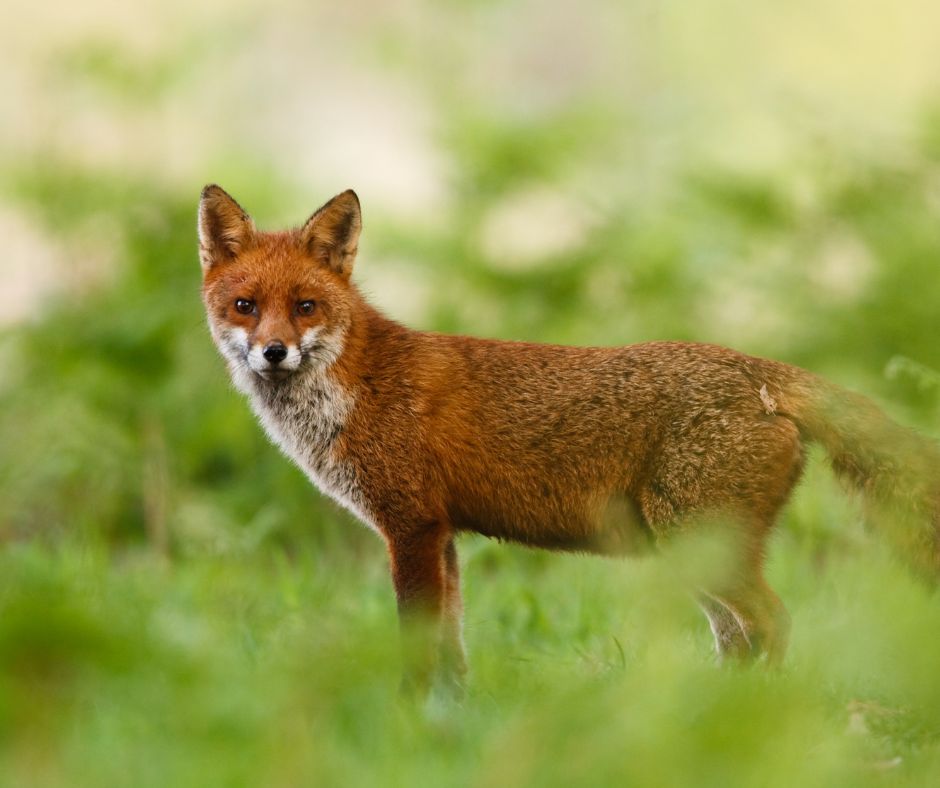 Mammal Society - Our #MondayMammal is the Red Fox 🦊 Fact file 👇 🔎They ...