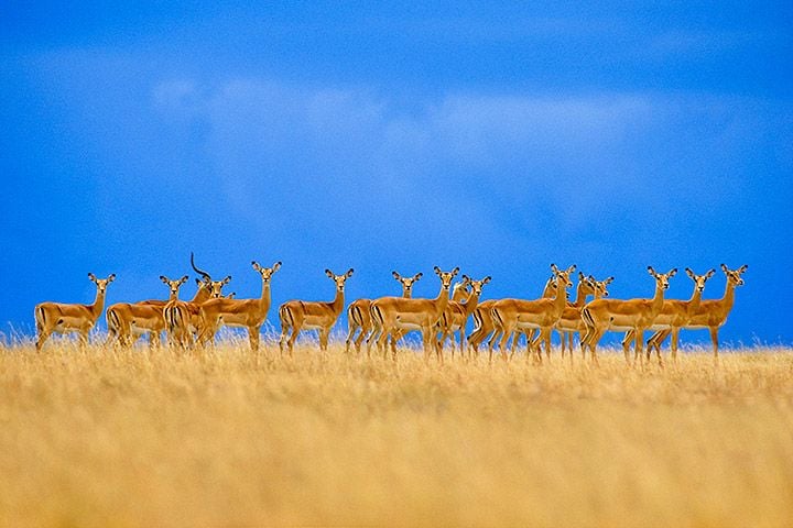 Frans Lanting's iconic wildlife photo for National Geographic