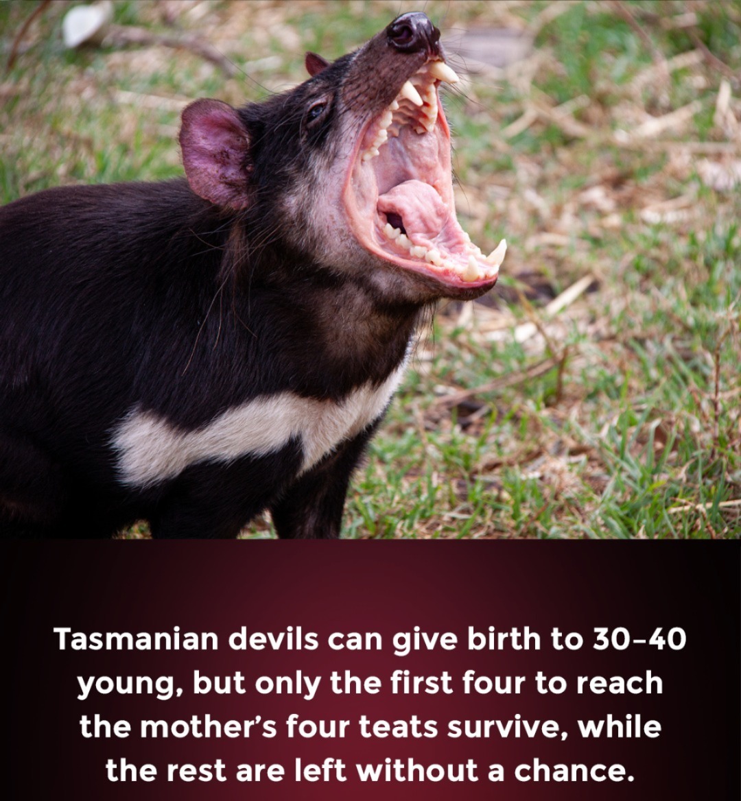 Weird Science | At birth, each joey is the size of a grain of rice ...