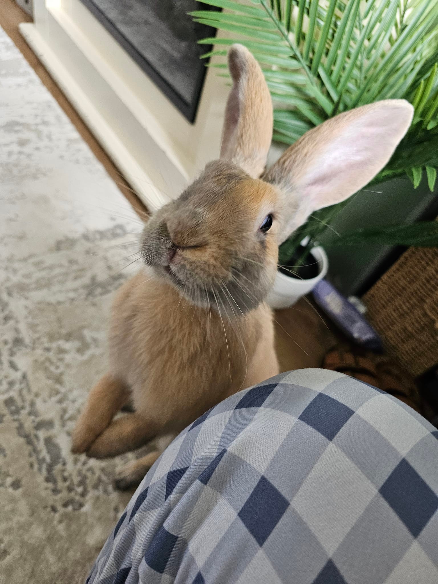 House Rabbit Society | Hmm, I wonder who chewed my fake plant 🤔 | Facebook