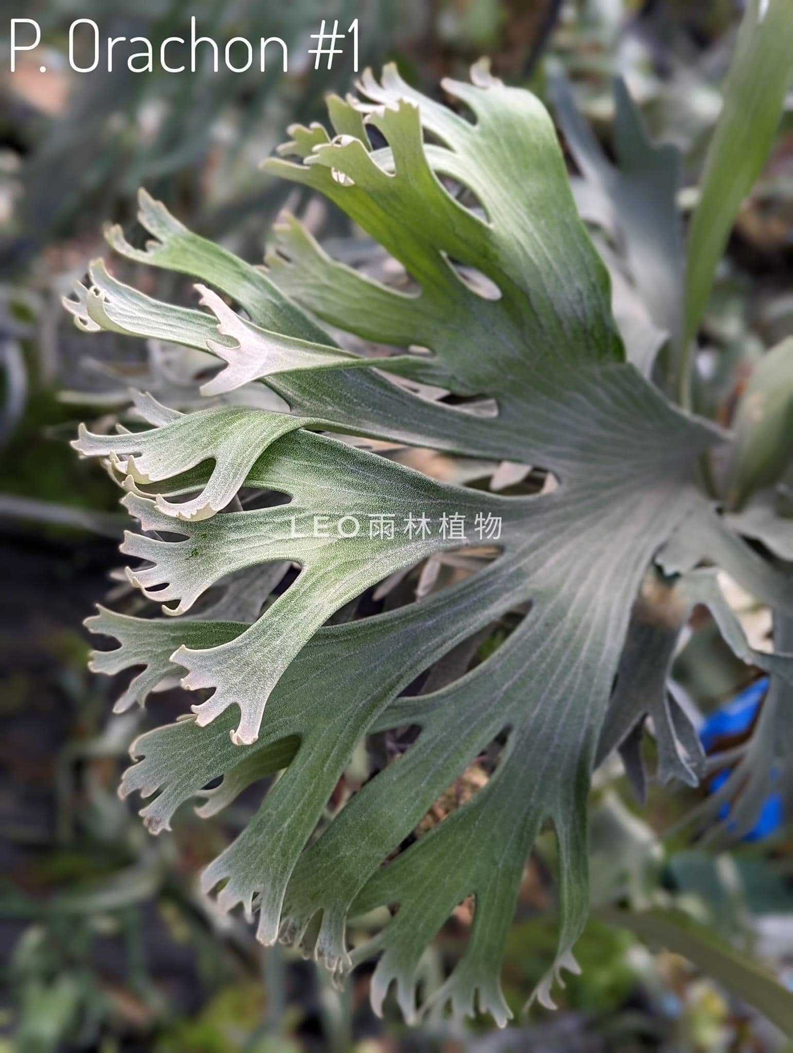 ビカクシダ P.Willinckii ATHIP#3 OC Yahoo!オークション 
