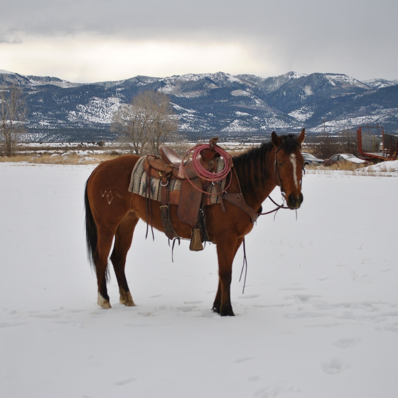 Introducing: Cash... - Winnemucca Ranch Hand Rodeo Weekend | Facebook