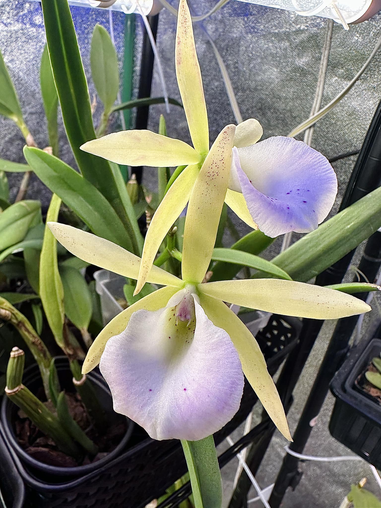 Bc. Brassavola nodosa x c. small world 2024 bloom vs. 2022 bloom