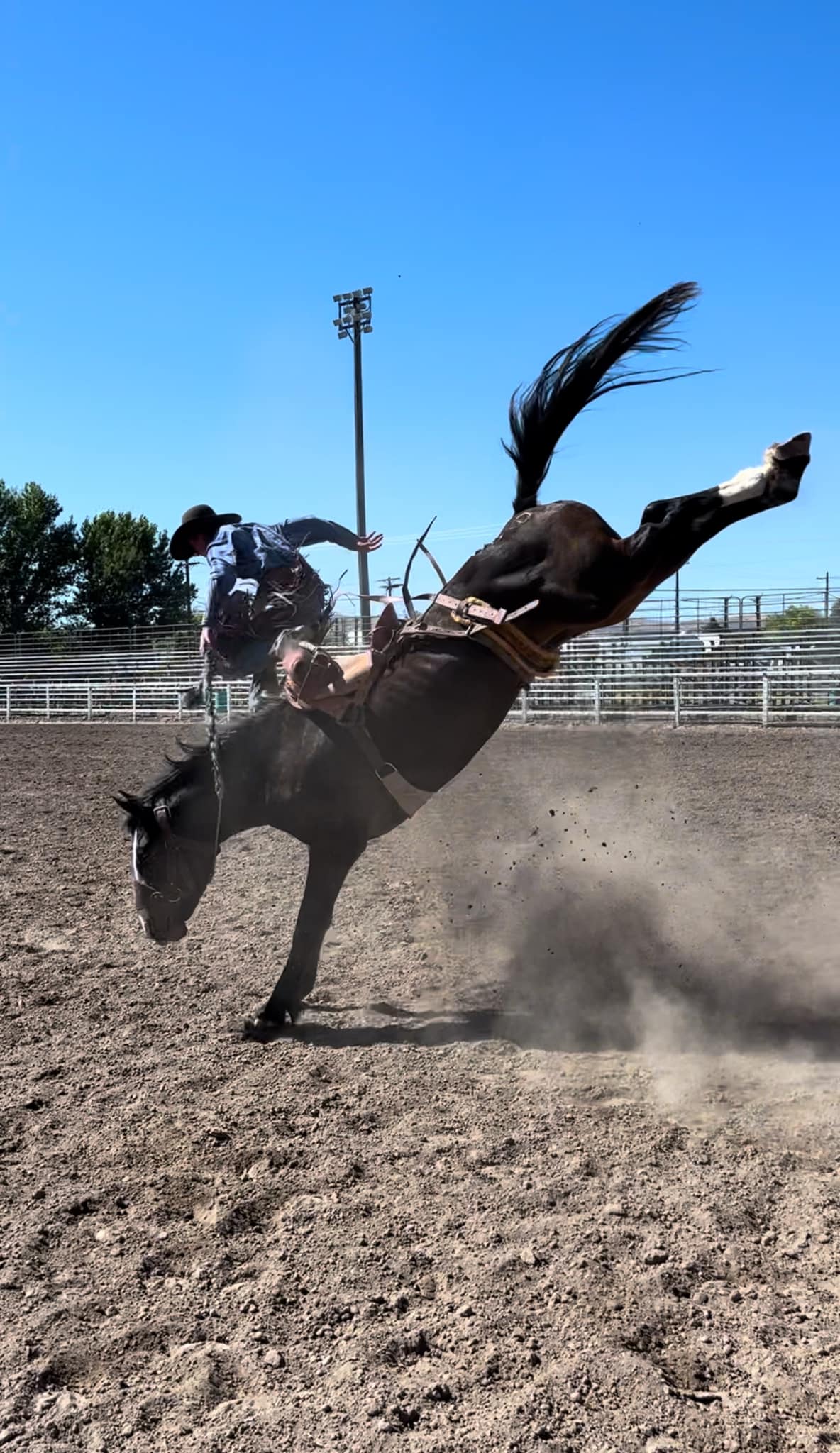 Dancin’ - We call her Double Double goodmedicinebuckinghorses.com Bronc ...