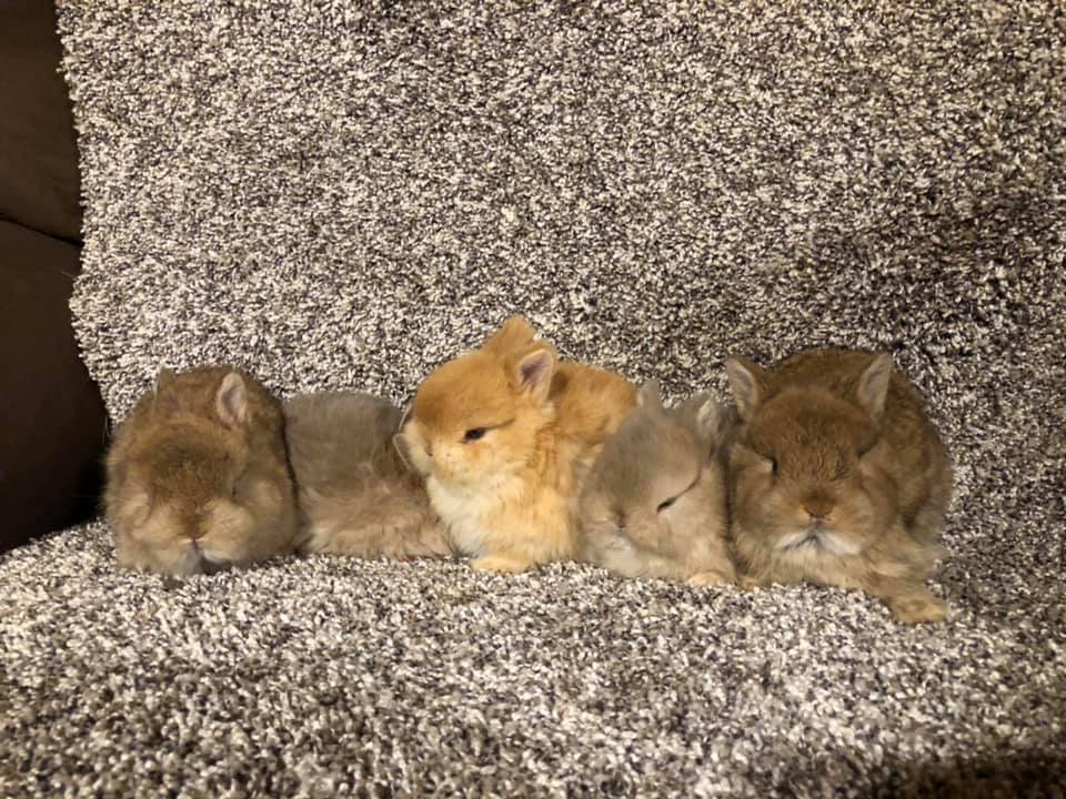 Down The Rabbit Hole Netherland Dwarf California Co Op Rabbitry added a ...