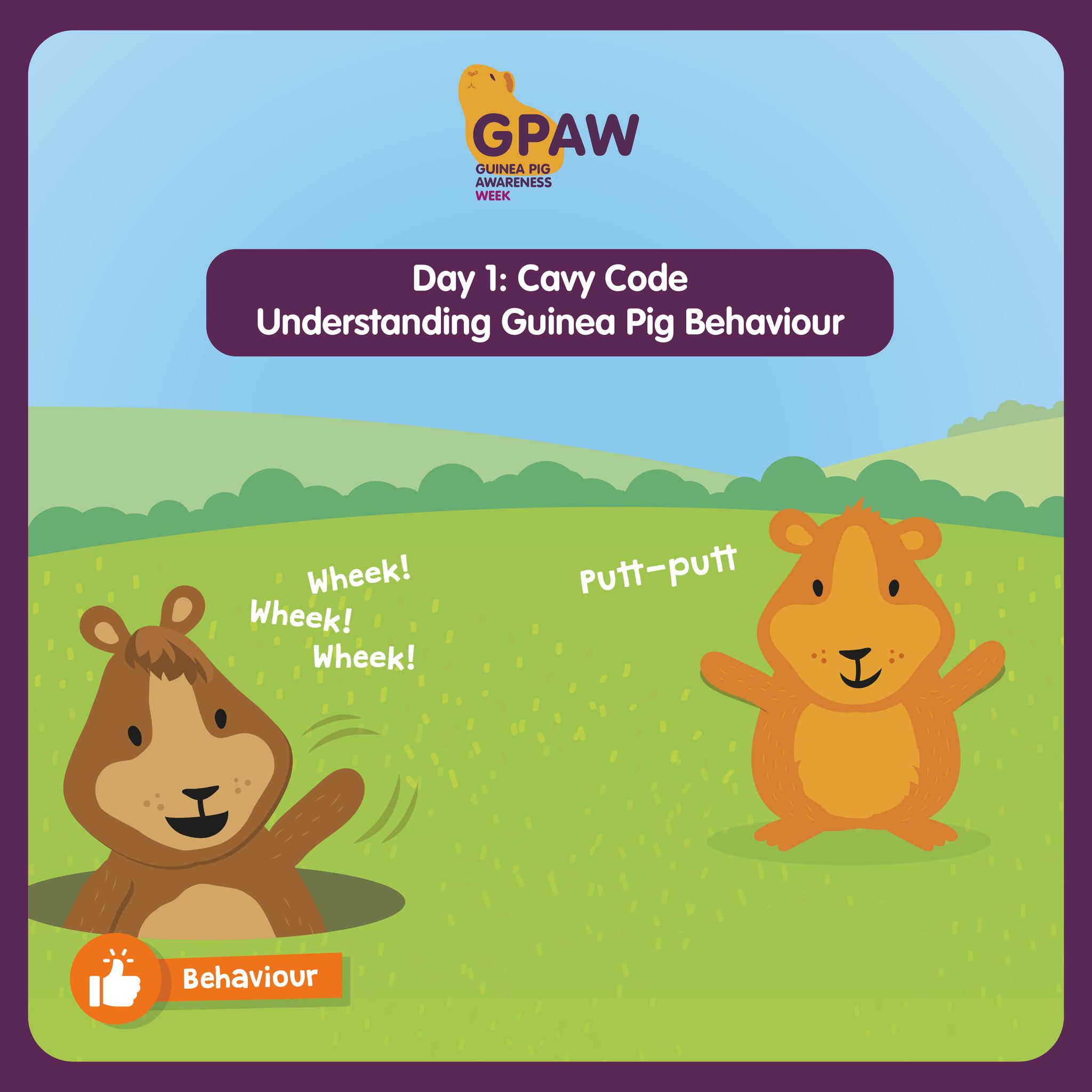 Westway Veterinary Group - Yesterday was the first day of Guinea Pig ...