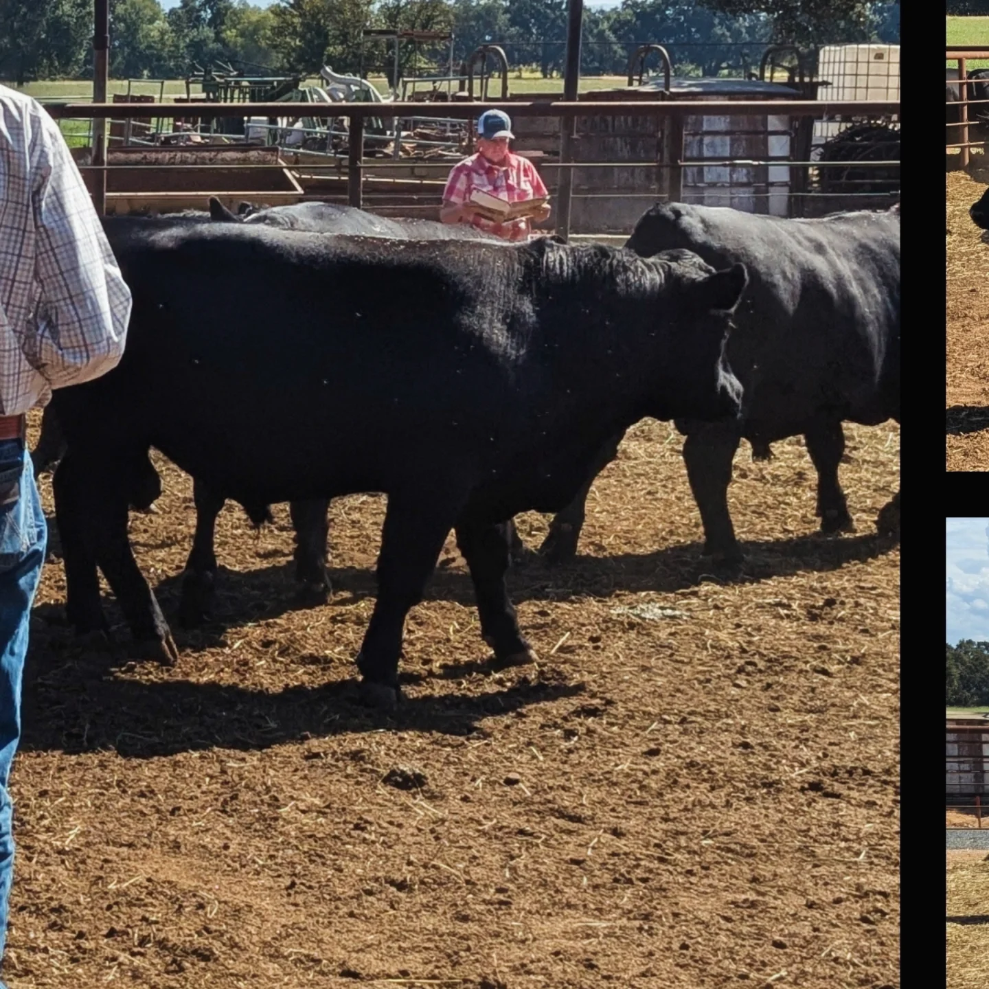 Donati Ranch Angus | Oroville CA