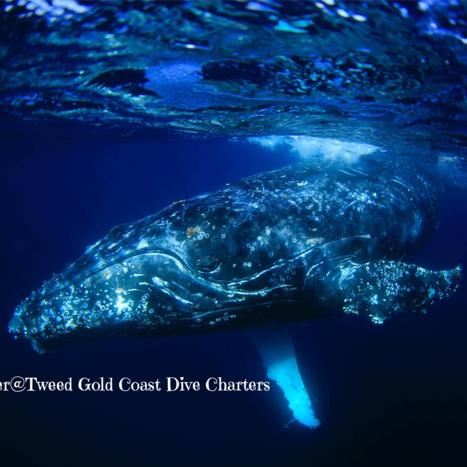 Tweed Gold Coast dive... - Tweed Gold Coast dive charters