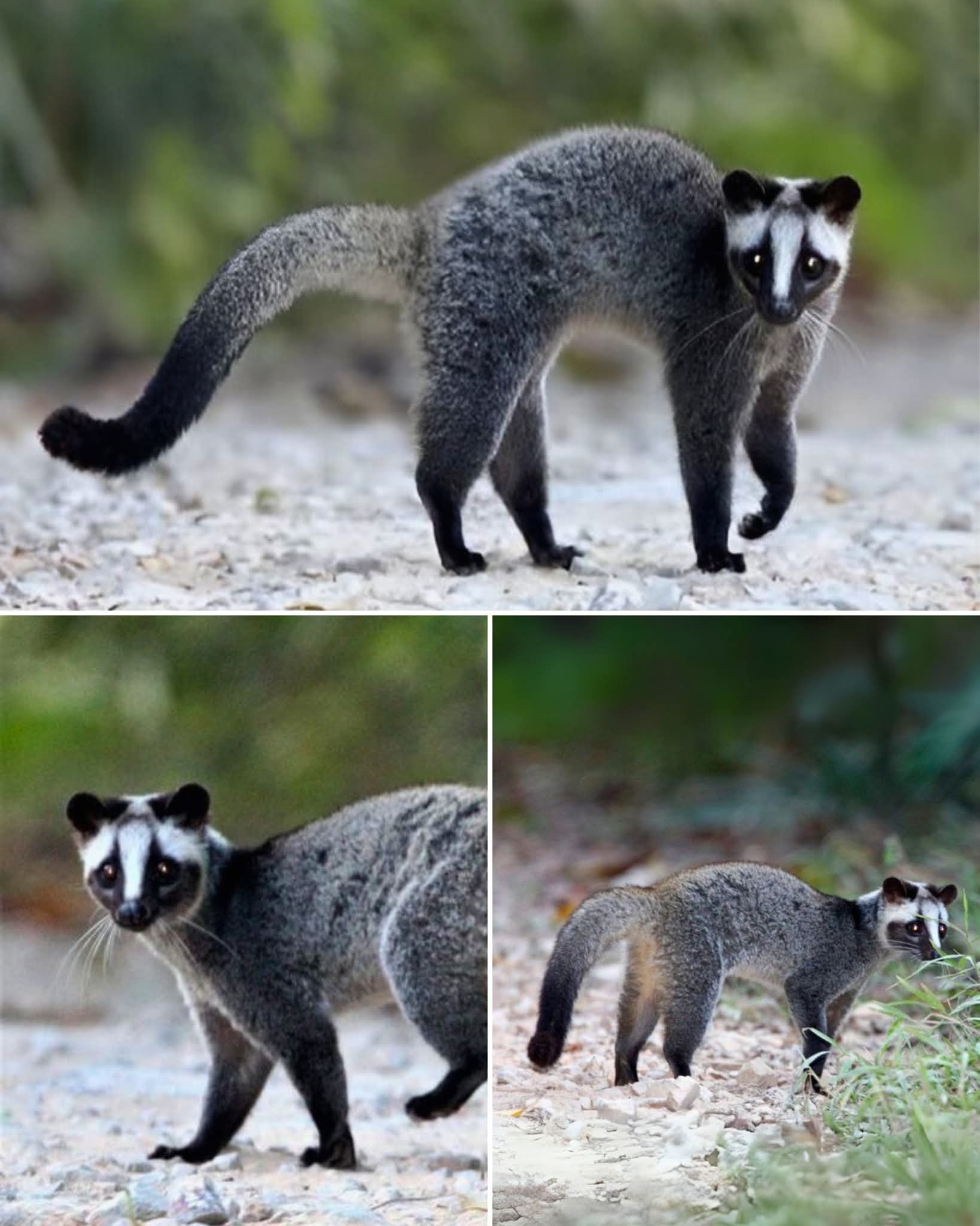 Meet the masked palm civet, a cat-sized omnivore