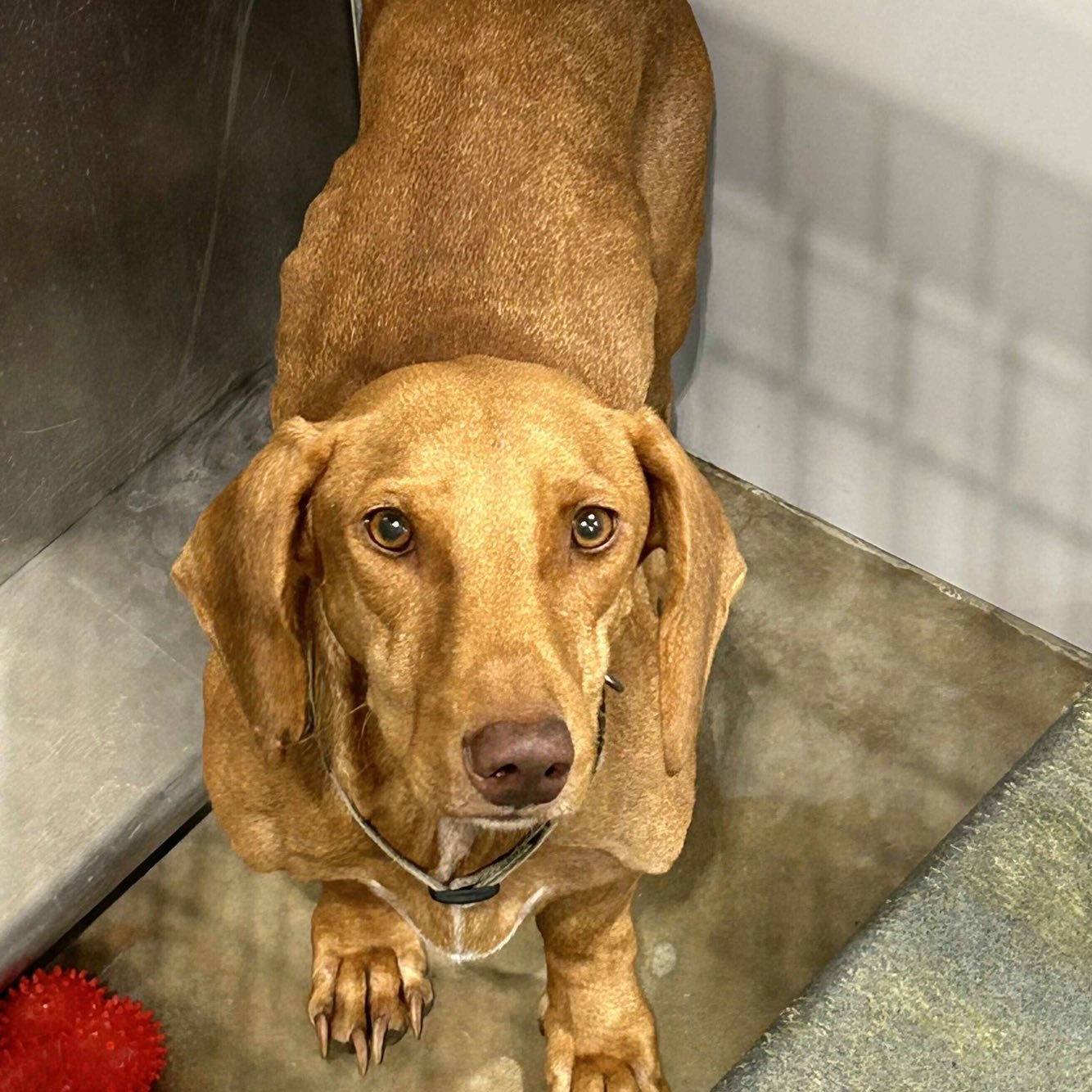 The Rescued - Please welcome new guy Timmy! Isn't he magnificent ...
