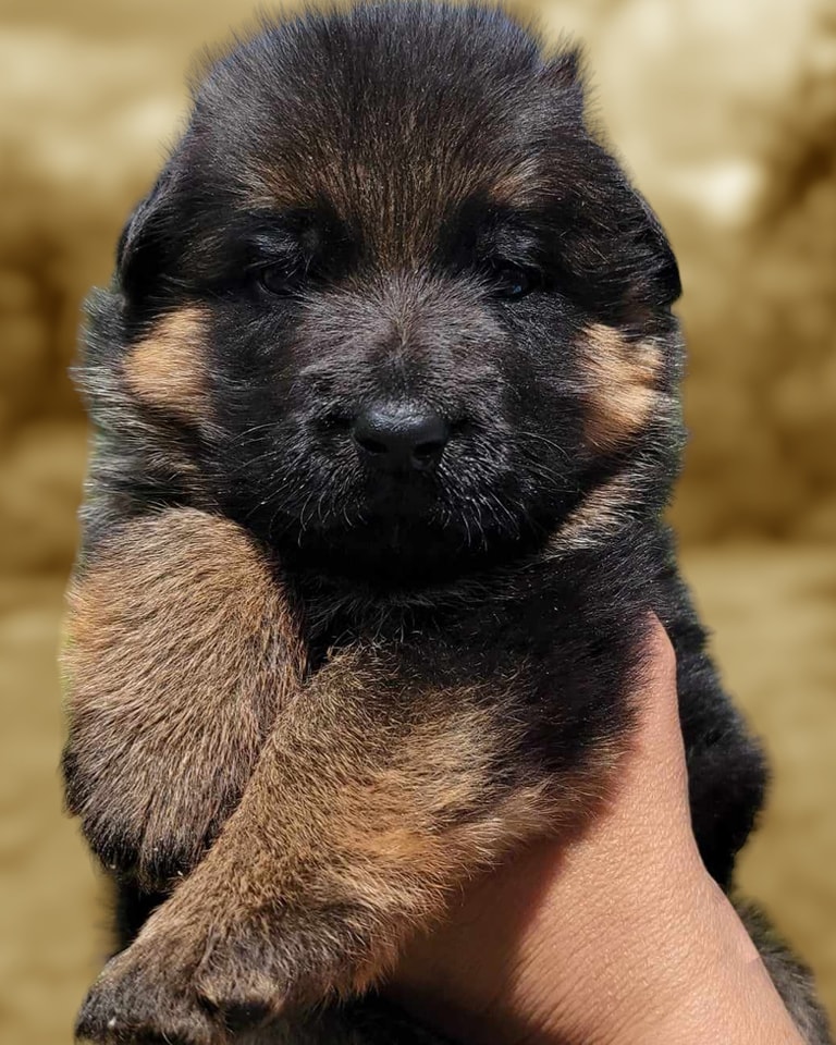 Trinity German Shepherds & K9 Training | Monroe NC