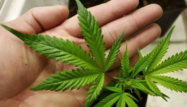 The Ganja Guru Perkongsian Yang Amat Bermanfaat Dari Aceh Channel Fakta Daun Ganja 1 Daun Ganja Boleh Hasilkan Kertas Sangat Bermutu Melebihi Kualiti Double Aa Kerana Tidak Akan Kuning Simpan Lama
