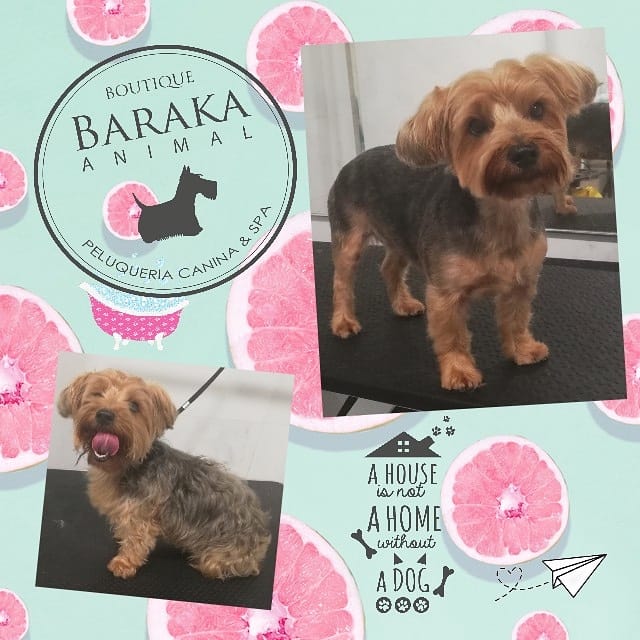 Turno... - Baraka Animal - Boutique Peluquería Canina & Spa | Facebook