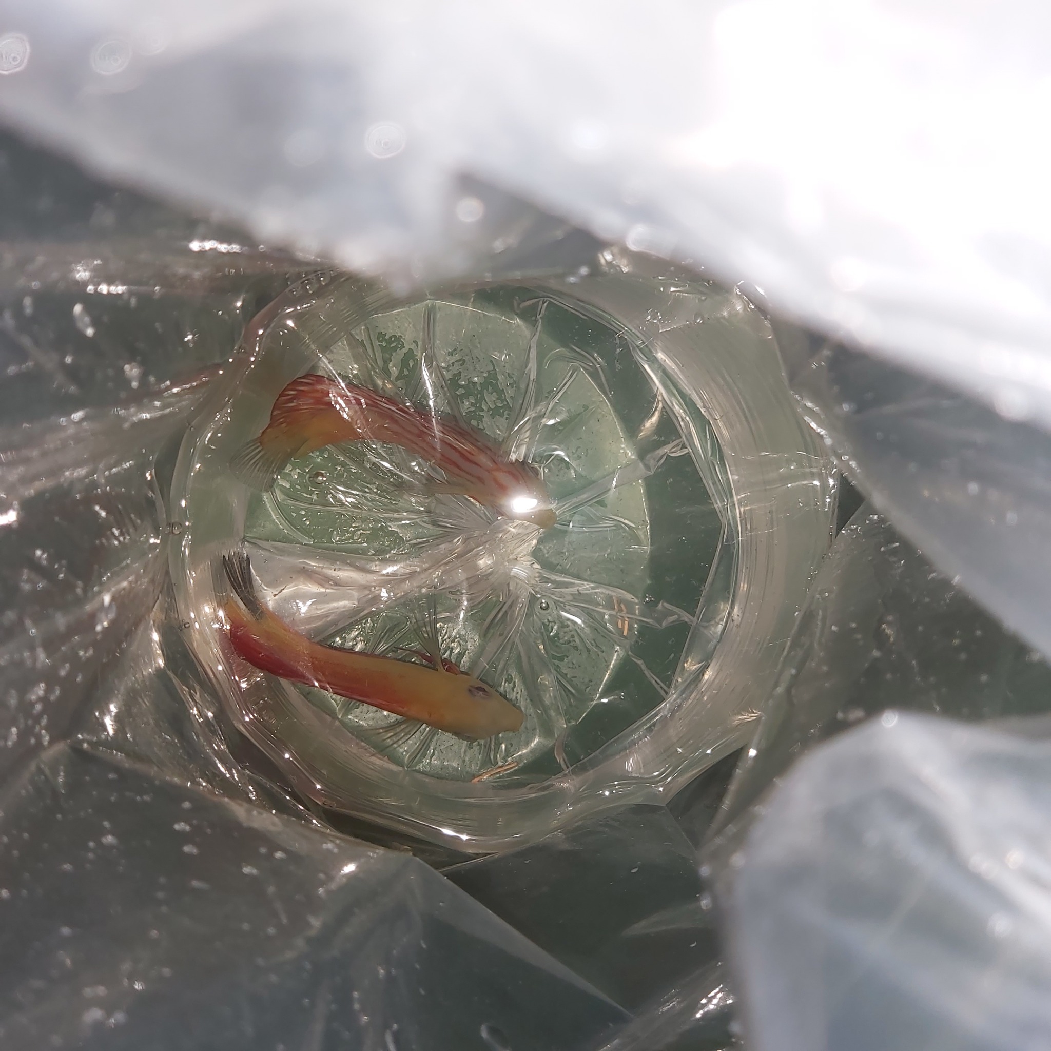 GA Discus | Negombo