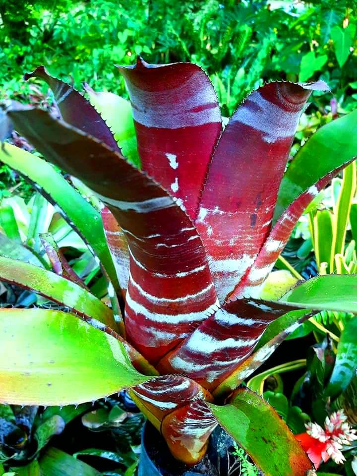 aechmea #chantinii RED SELECT X BLACK EBONY (Matured Form)