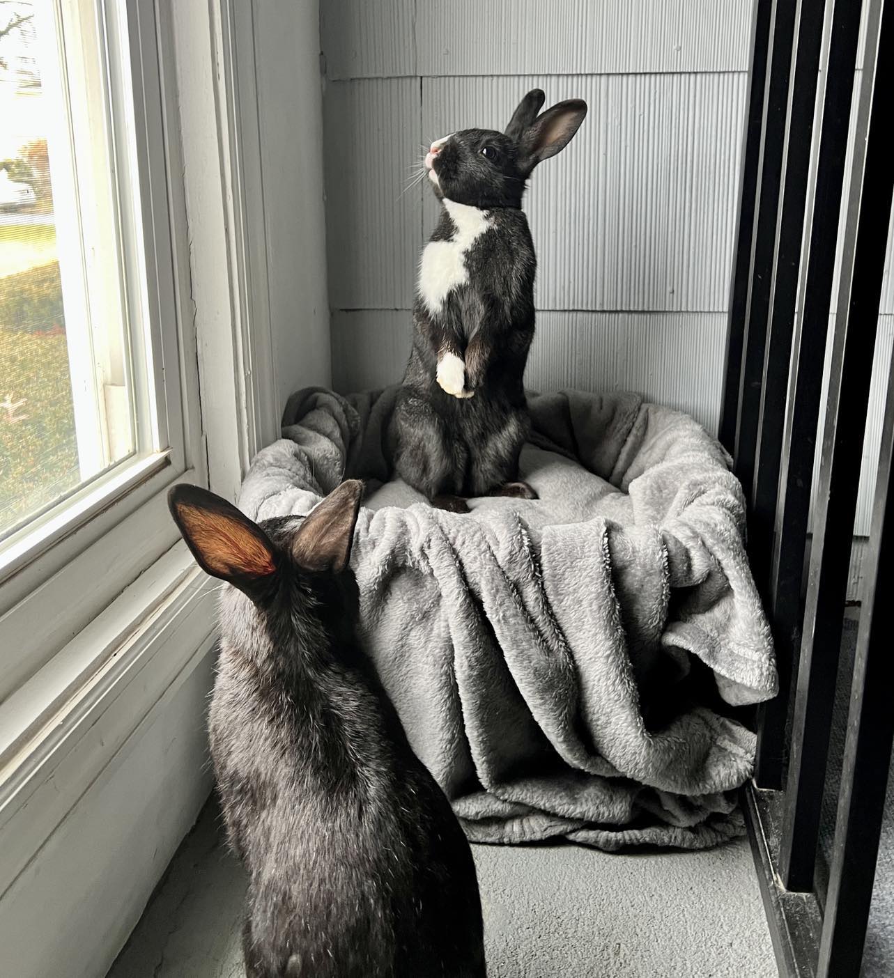 🎉 New Adoptable Pair! 🎉... - Long Island Rabbit Rescue Group | Facebook