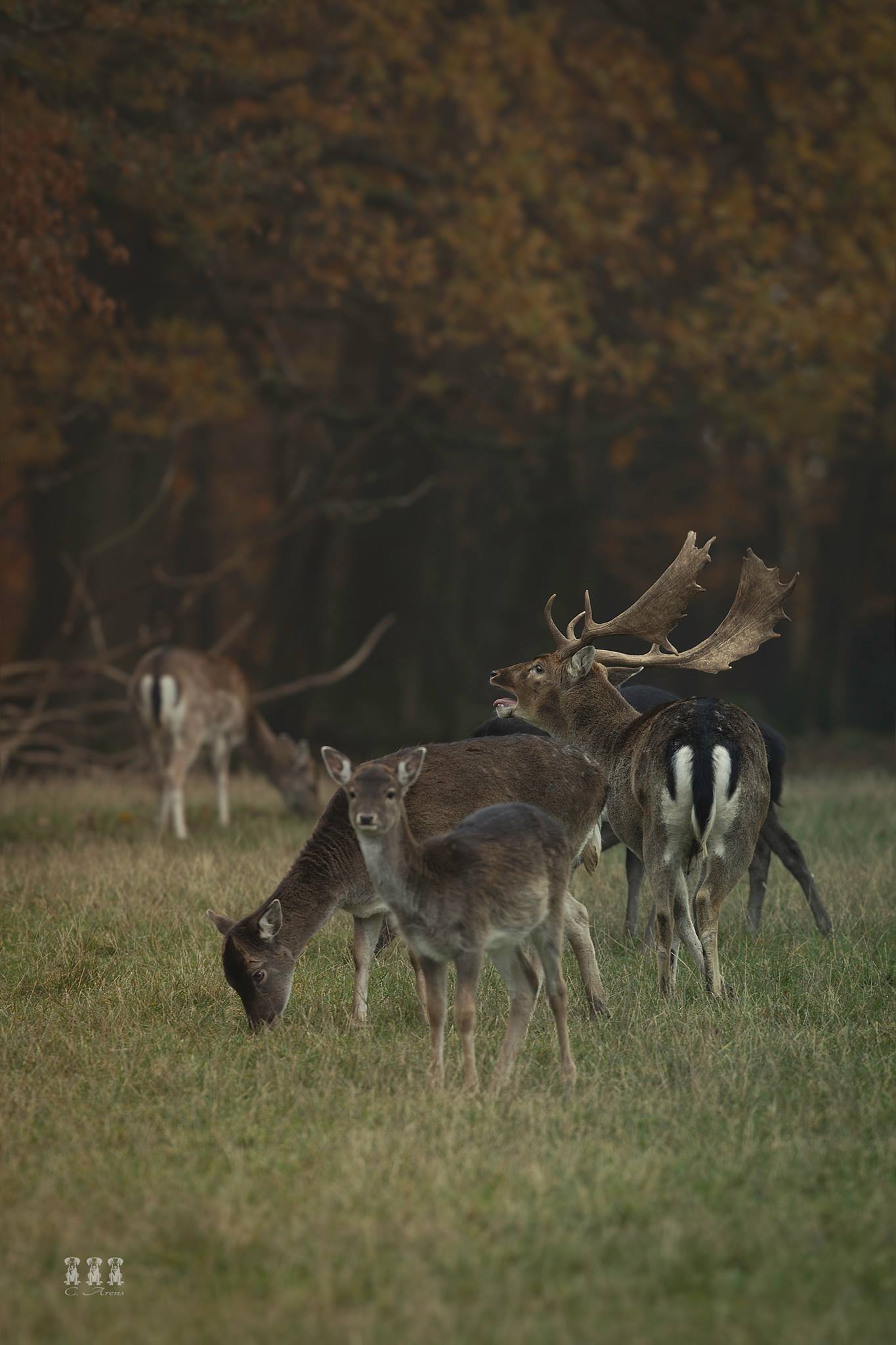 Unser Damwild lebt in einem... - Wildfreigehege Wildenburg | Facebook