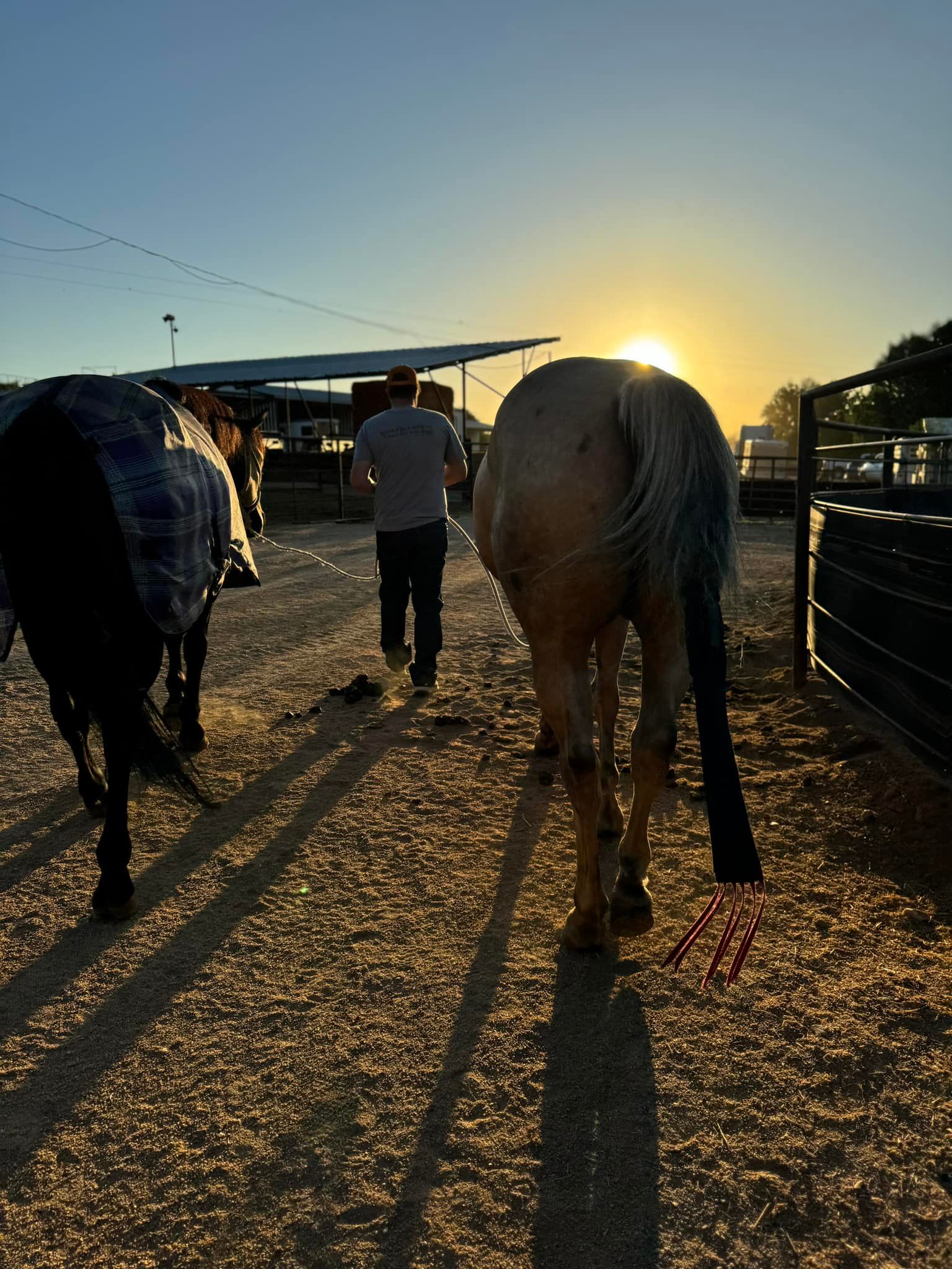 Trey Blackmore Team Roper