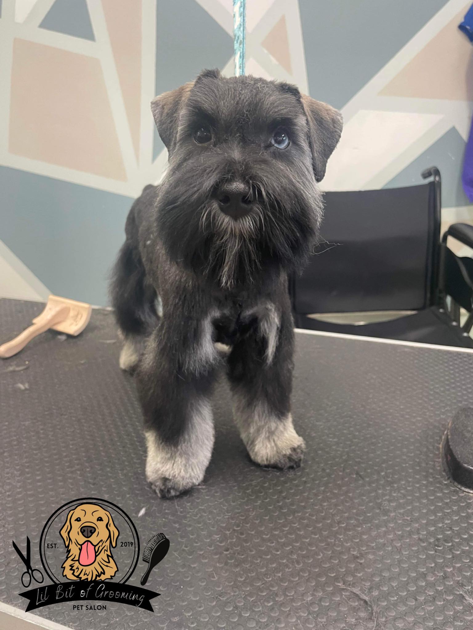 🚨 Puppies first haircut! 🥰 Cuteness... - Lil Bit of Grooming