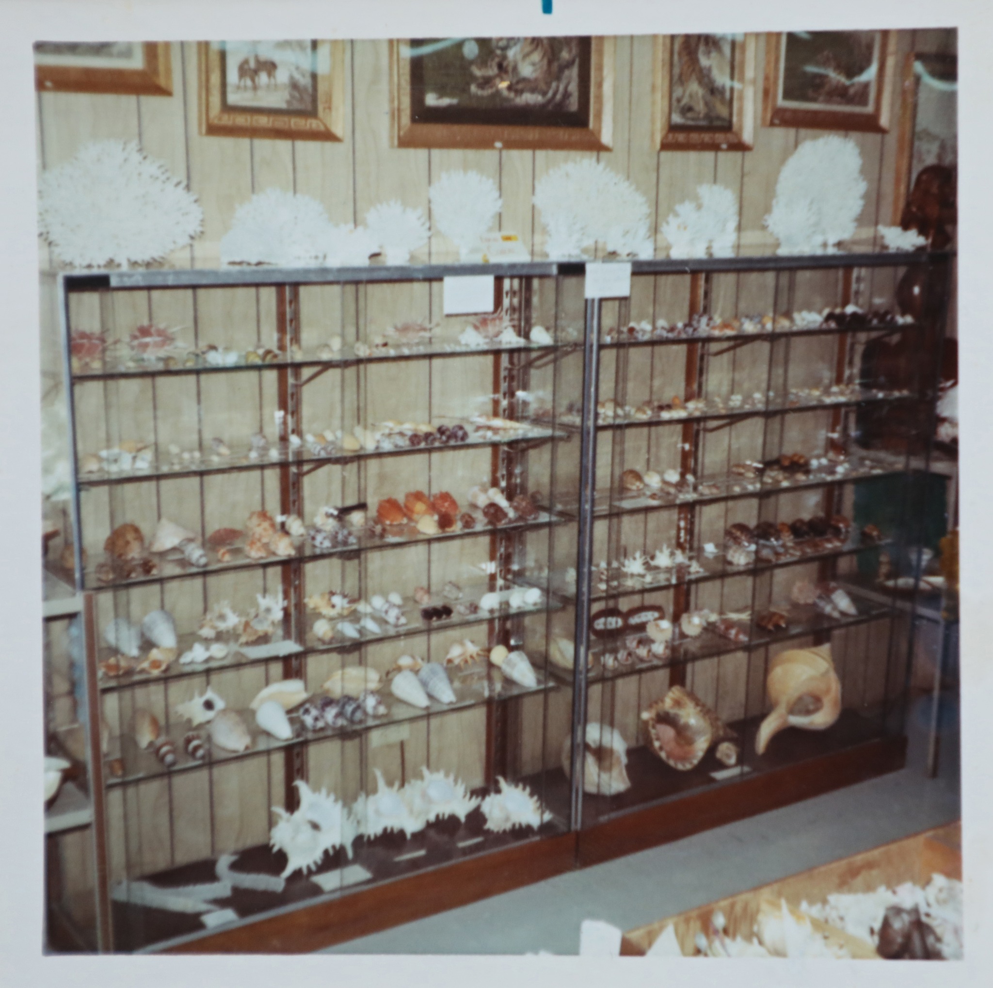 Burr Shells
