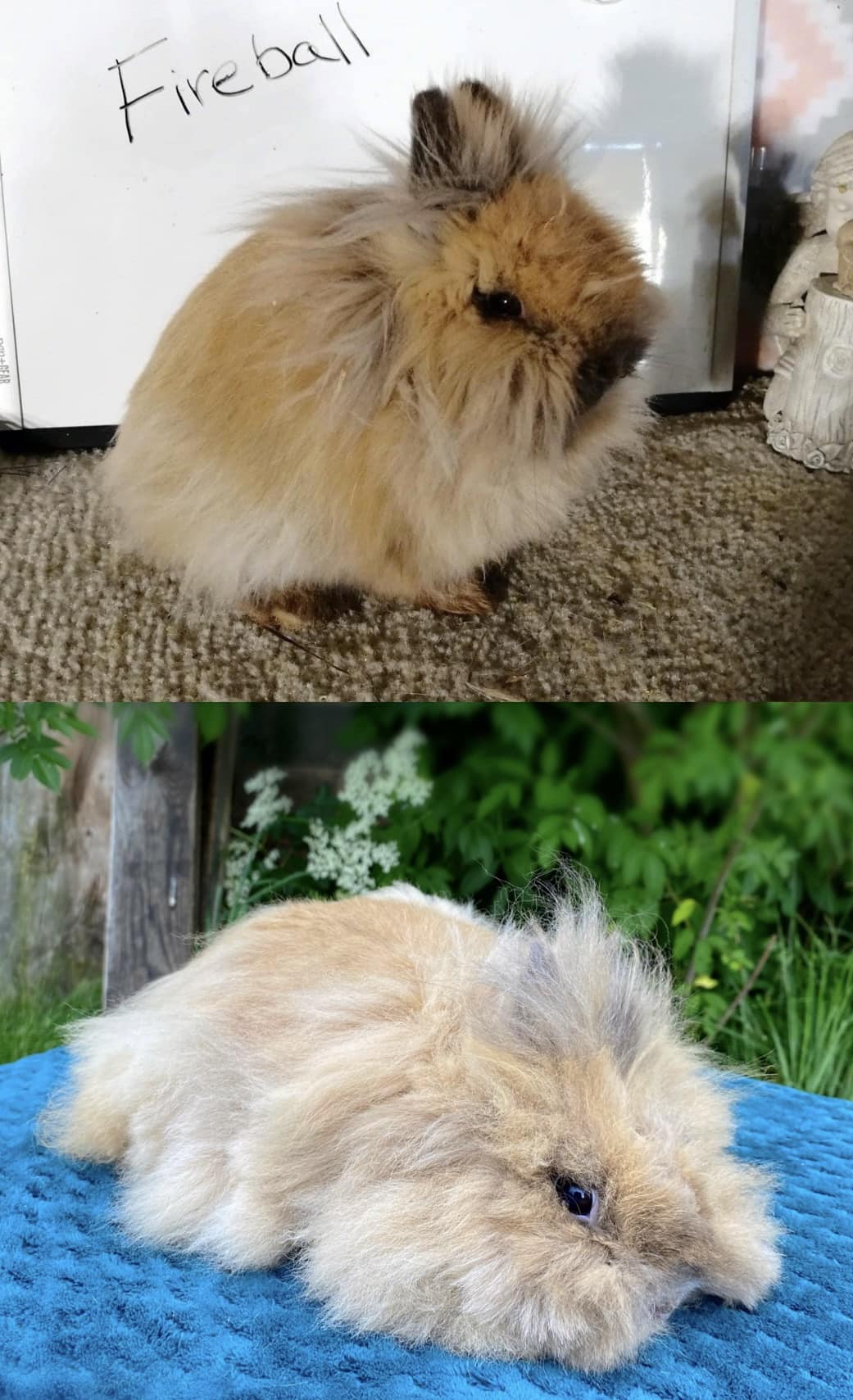 Willow Creek Rabbitry