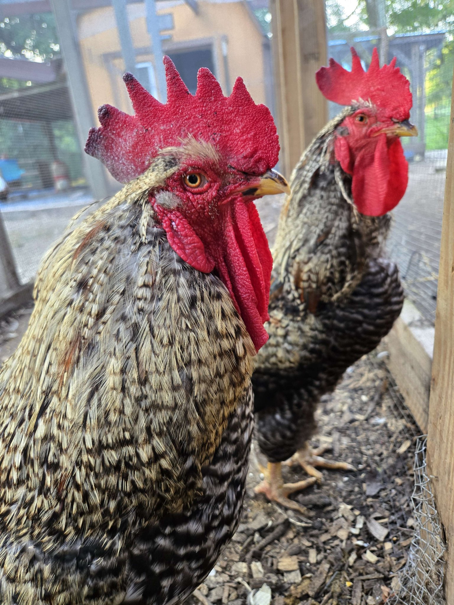J and - Did you know there are nine recognized types of rooster combs ...