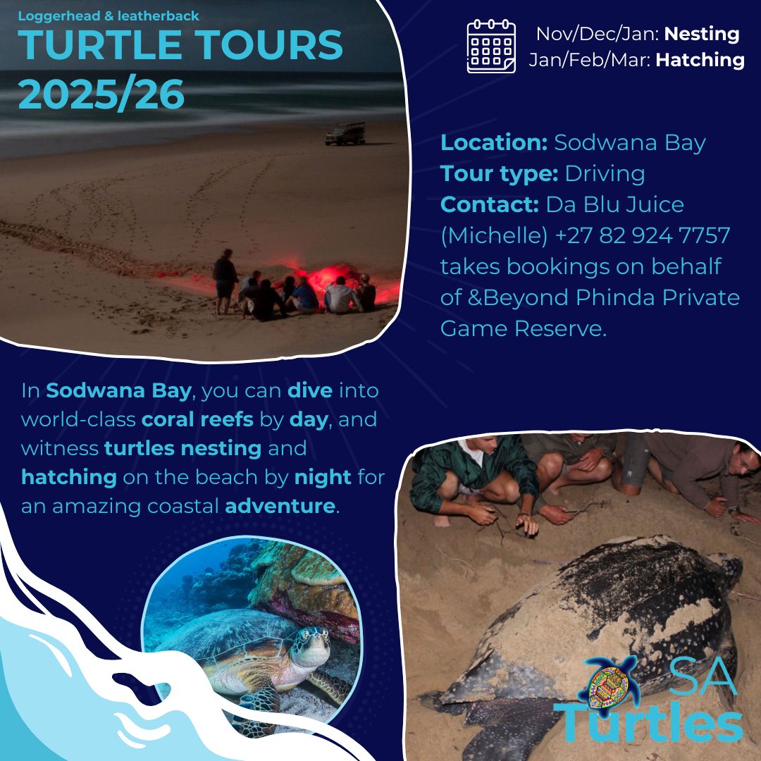 SA Turtles - Turtle Tours 2025/2026 To witness the... | Facebook