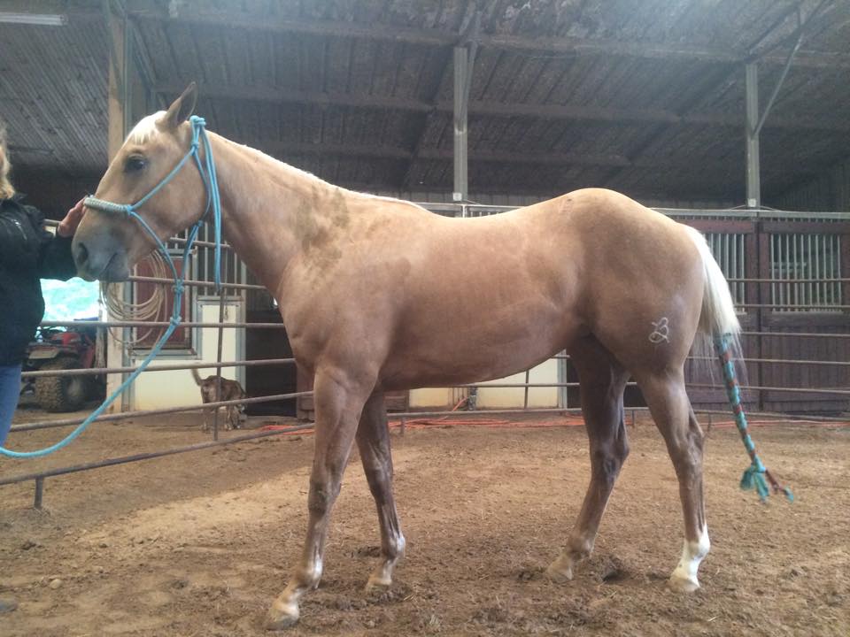 Hidalgo Performance Horses at Sliding H Ranch - We are excited to ...