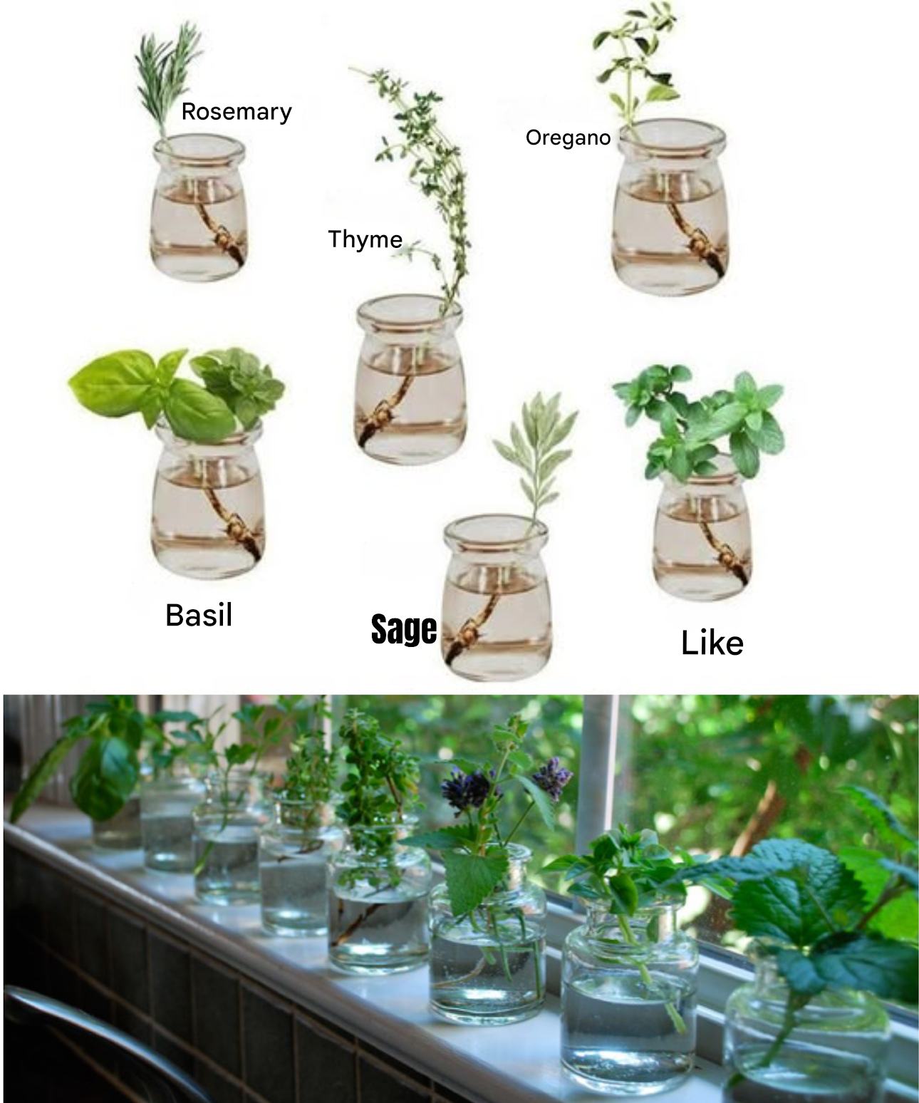 GreenThumb - 🌱💧 Grow Fresh Herbs in Water – The Easy Way 💧🌱 No soil? No ...