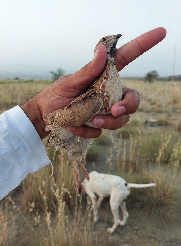 Is it okay to shoot quail that aren't flying?