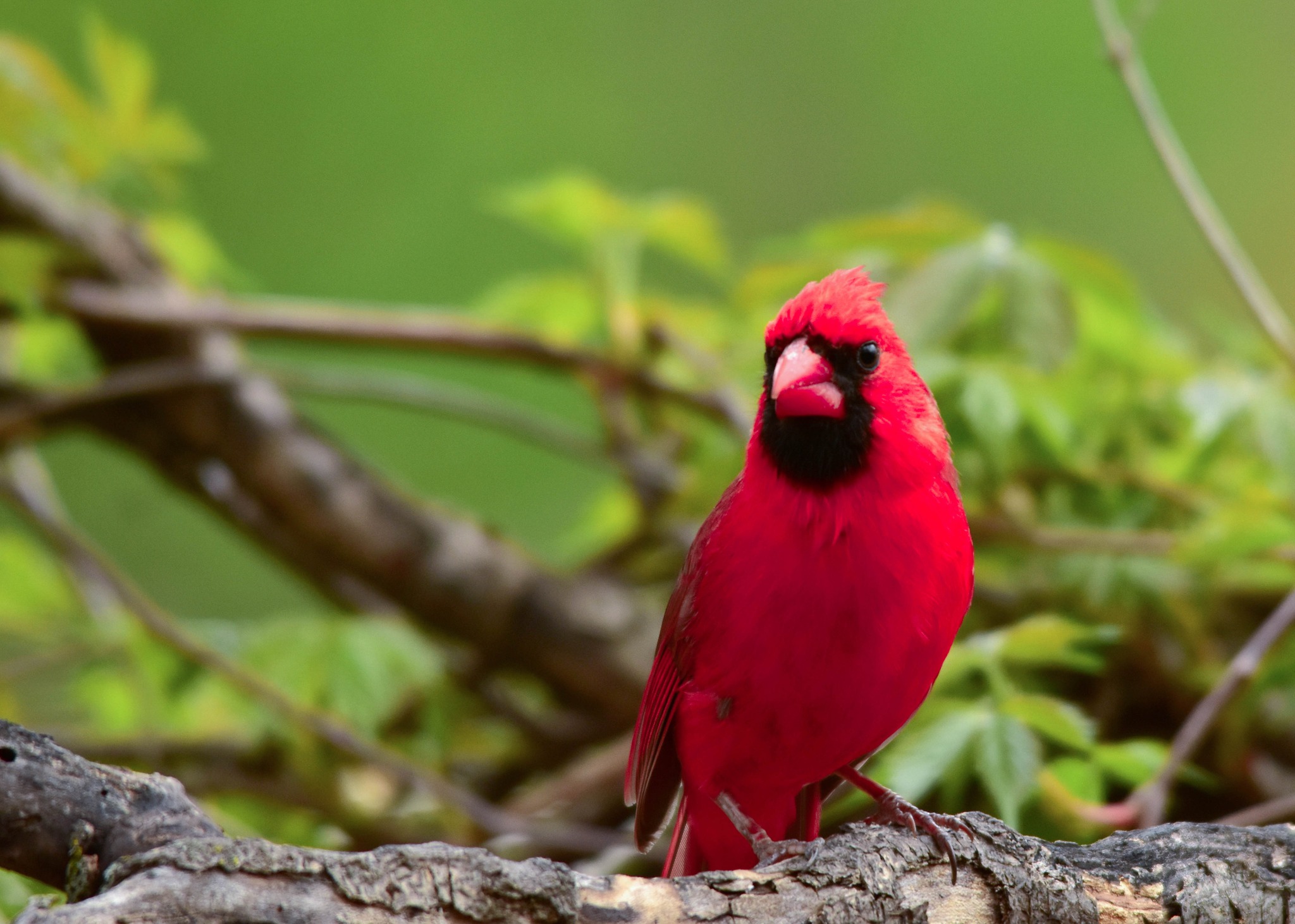 Where have you seen red... - U.S. Fish and Wildlife Service