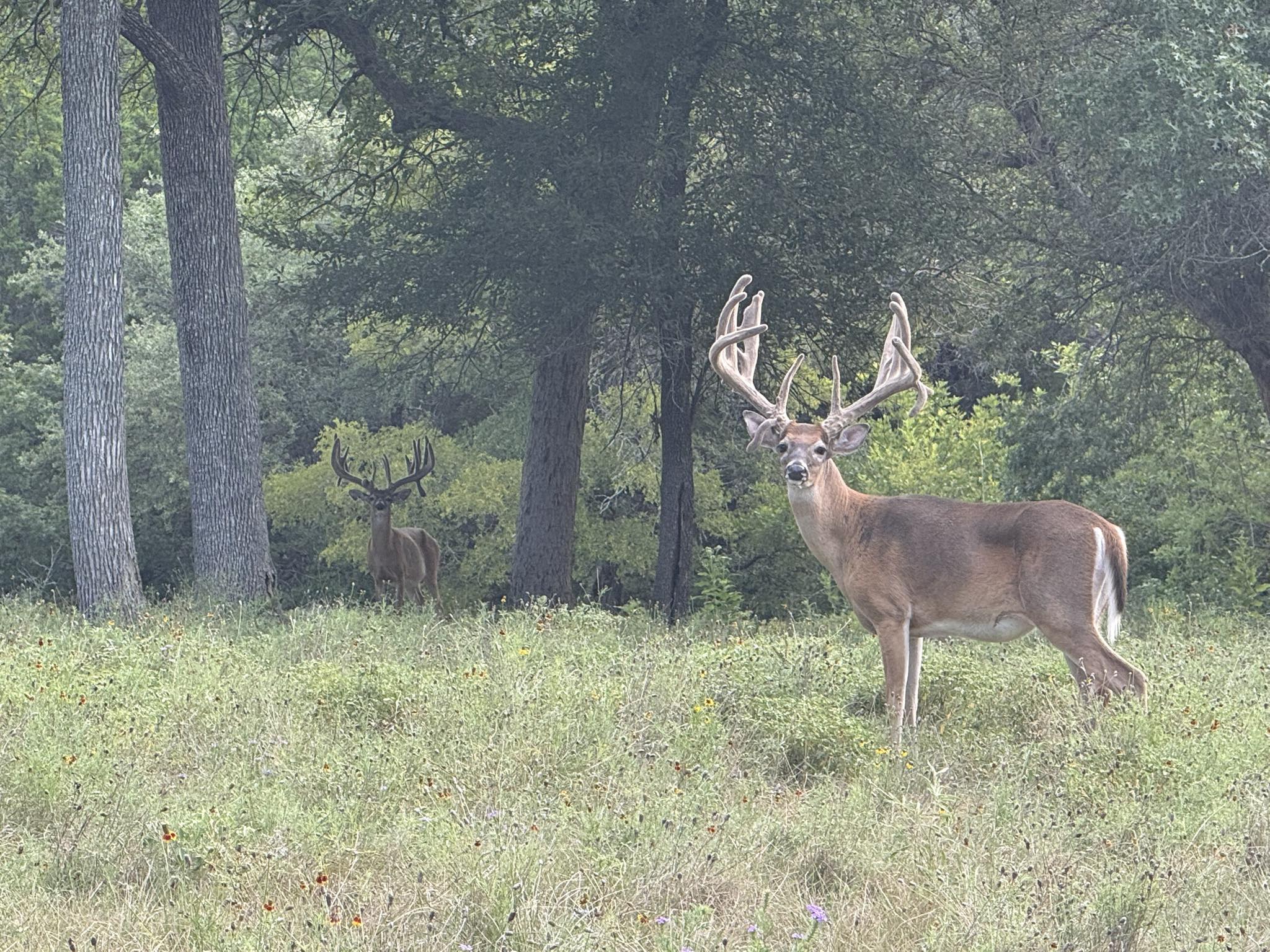 6S River Ranch - 🎯 Now Booking: 2025 Whitetail Trophy... | Facebook