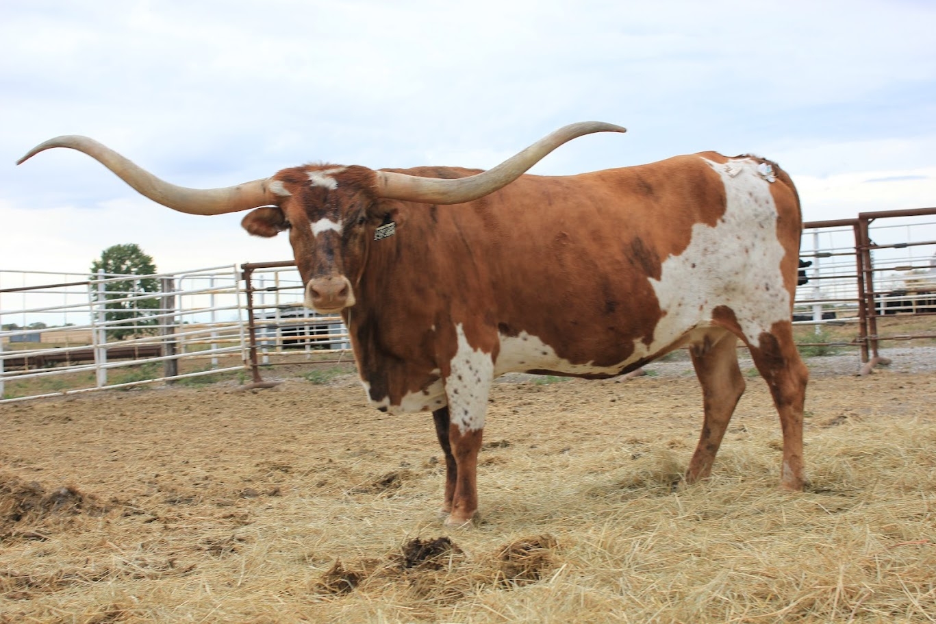 Landes - 2025 Ultimate Cow - Silent Love She is the daughter to the ...