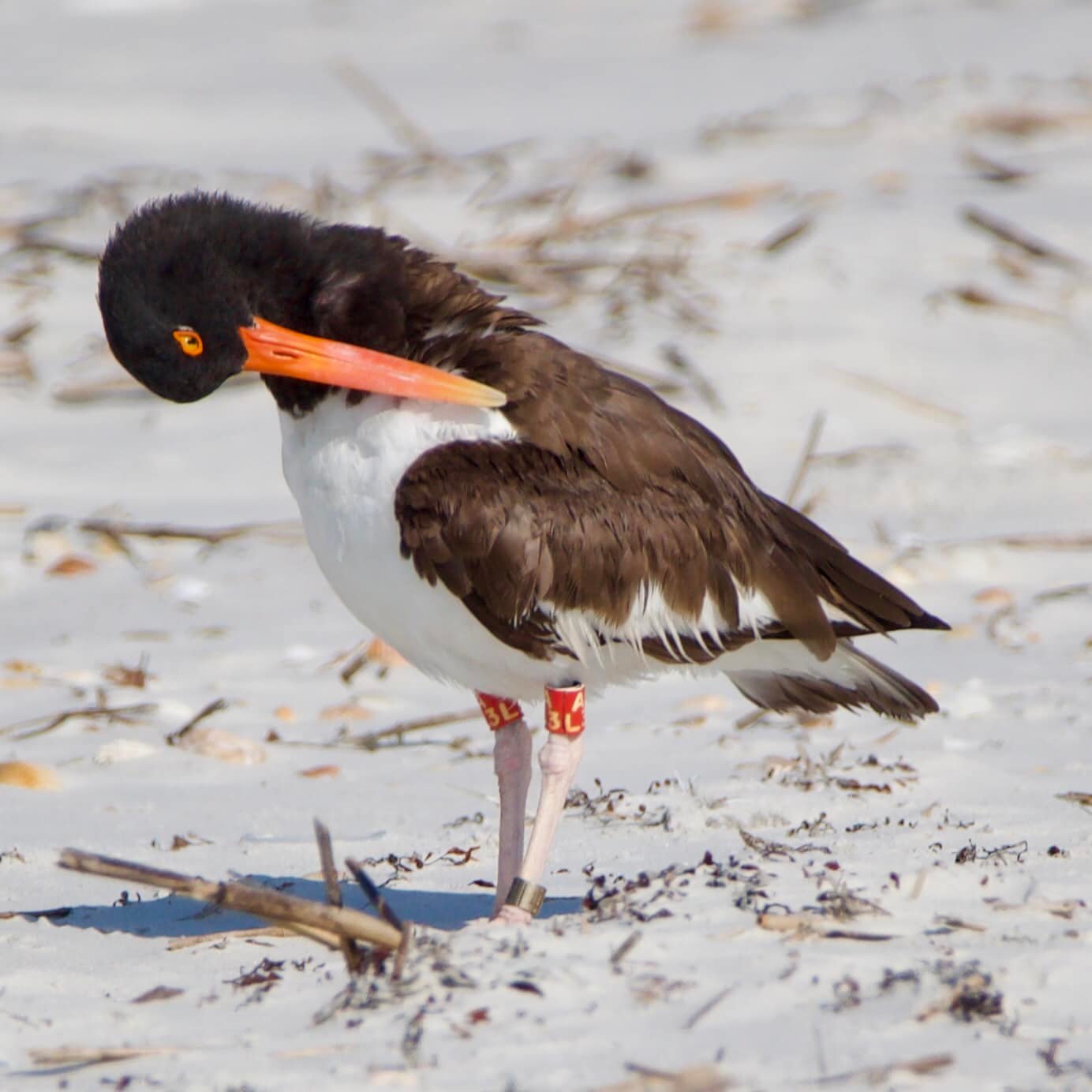 その他 thus How to report banded terns and oystercatchers in Florida