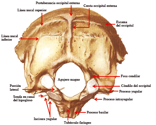 Explicaciones Kínesiología - #Anatomía El hueso occipital se ubica en ...