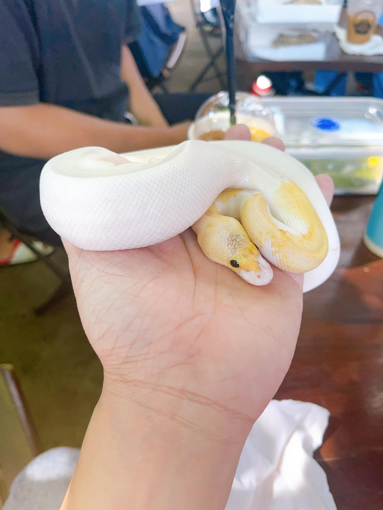 Đảo Trăn - Python’s Island