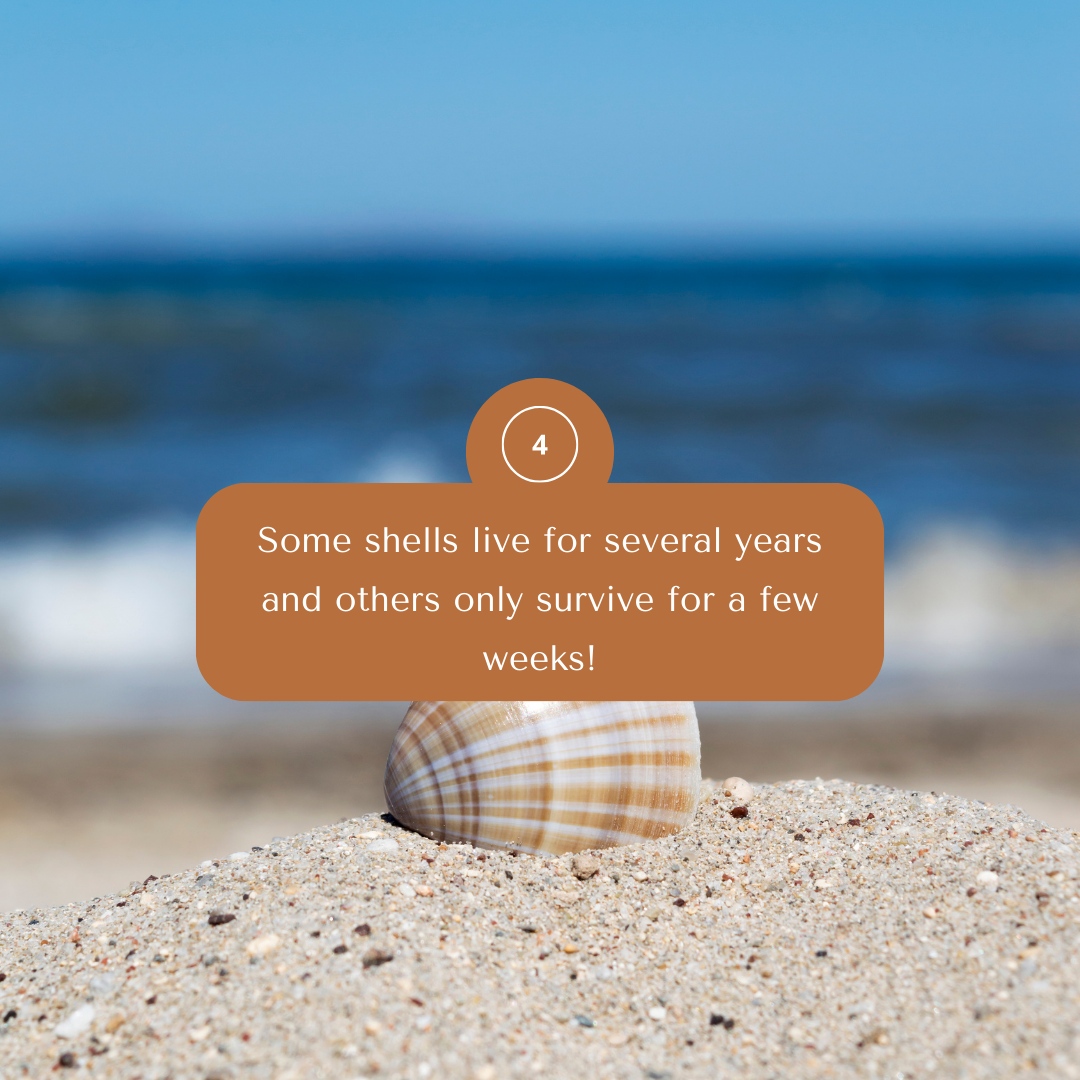 Shell Paradise