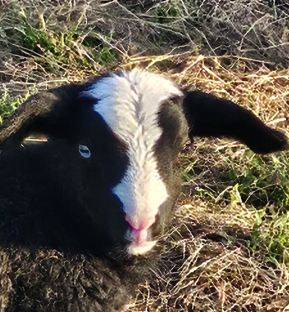 Rameka Dairy Sheep &... - Rameka Dairy Sheep & Goats Stud
