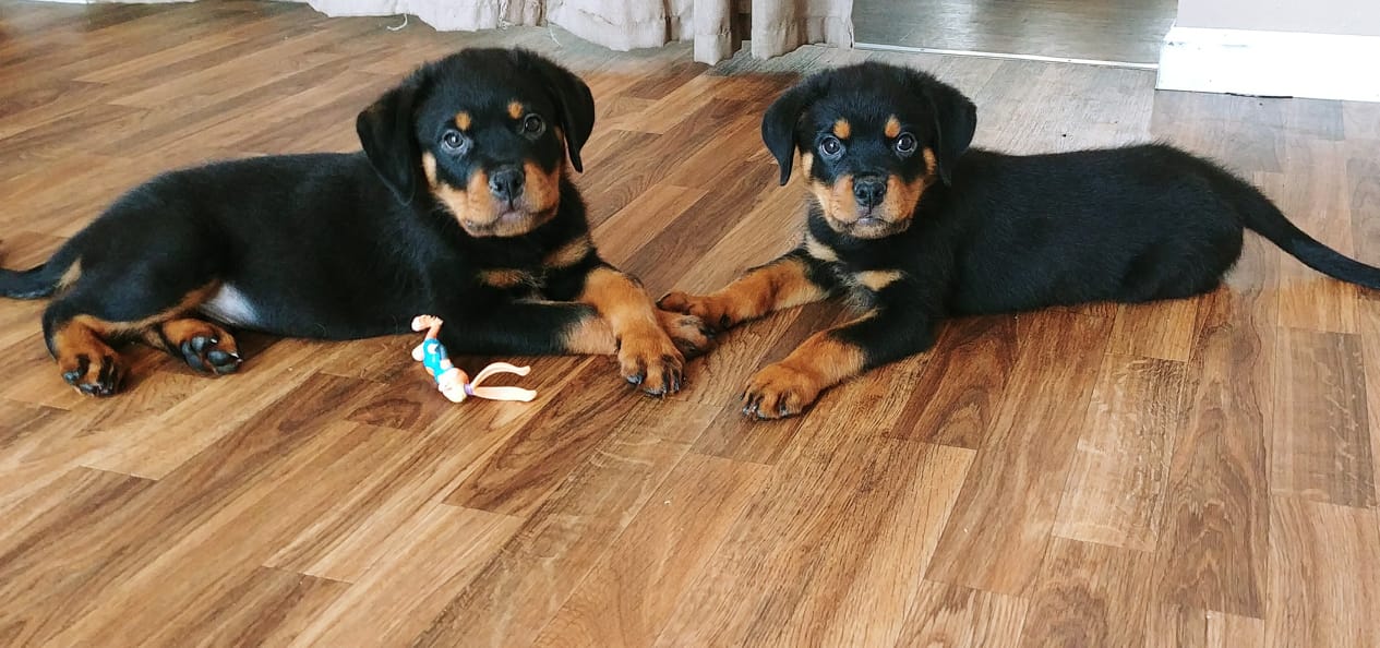 JM Rottweilers | Morris MB