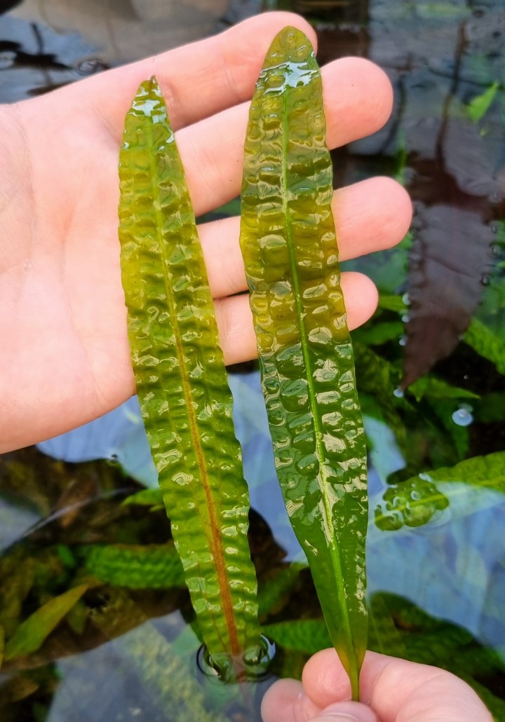Cryptocoryne Aponogetifolia 'Philippine' Available in stock