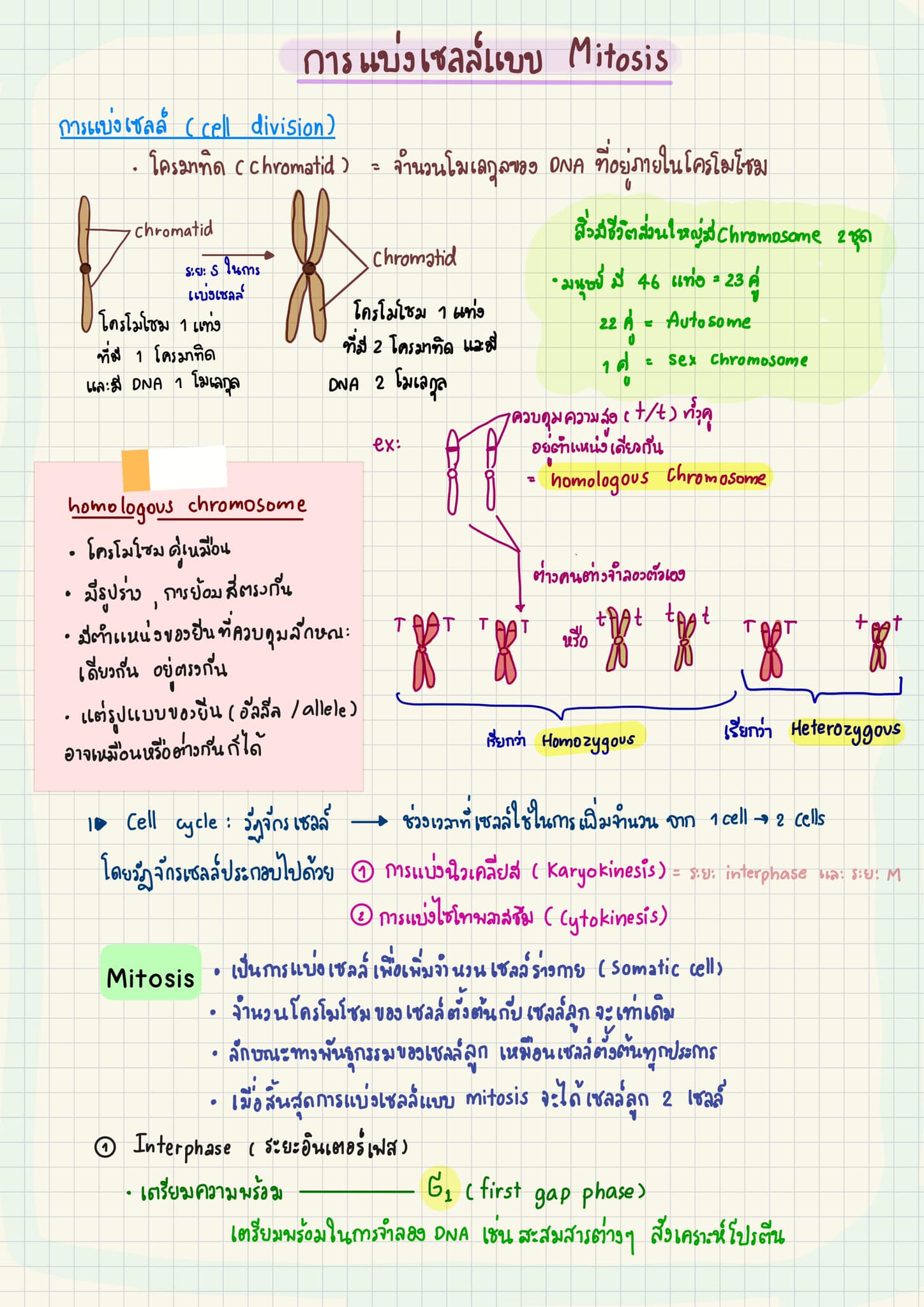Dear biology - 🍄 neuroglia (glia cell) •... | Facebook