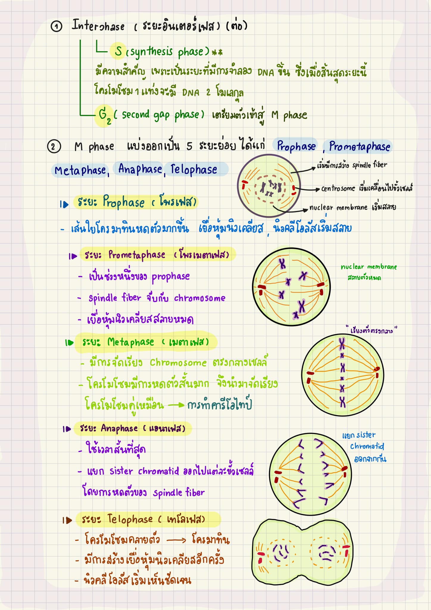 Dear biology - 🍄 neuroglia (glia cell) •... | Facebook