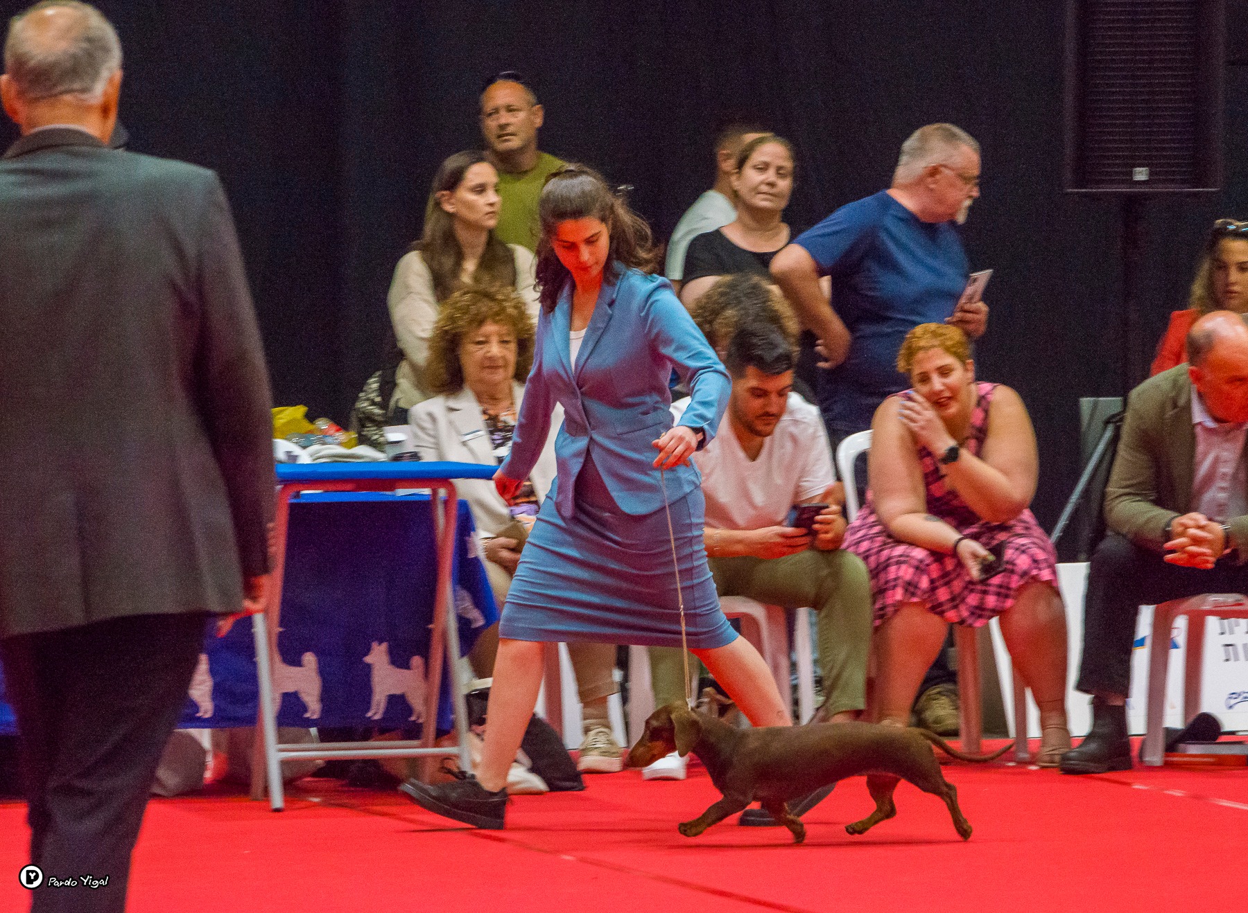 מקבץ תמונות... - ההתאחדות הישראלית לכלבנות Israel Kennel Club