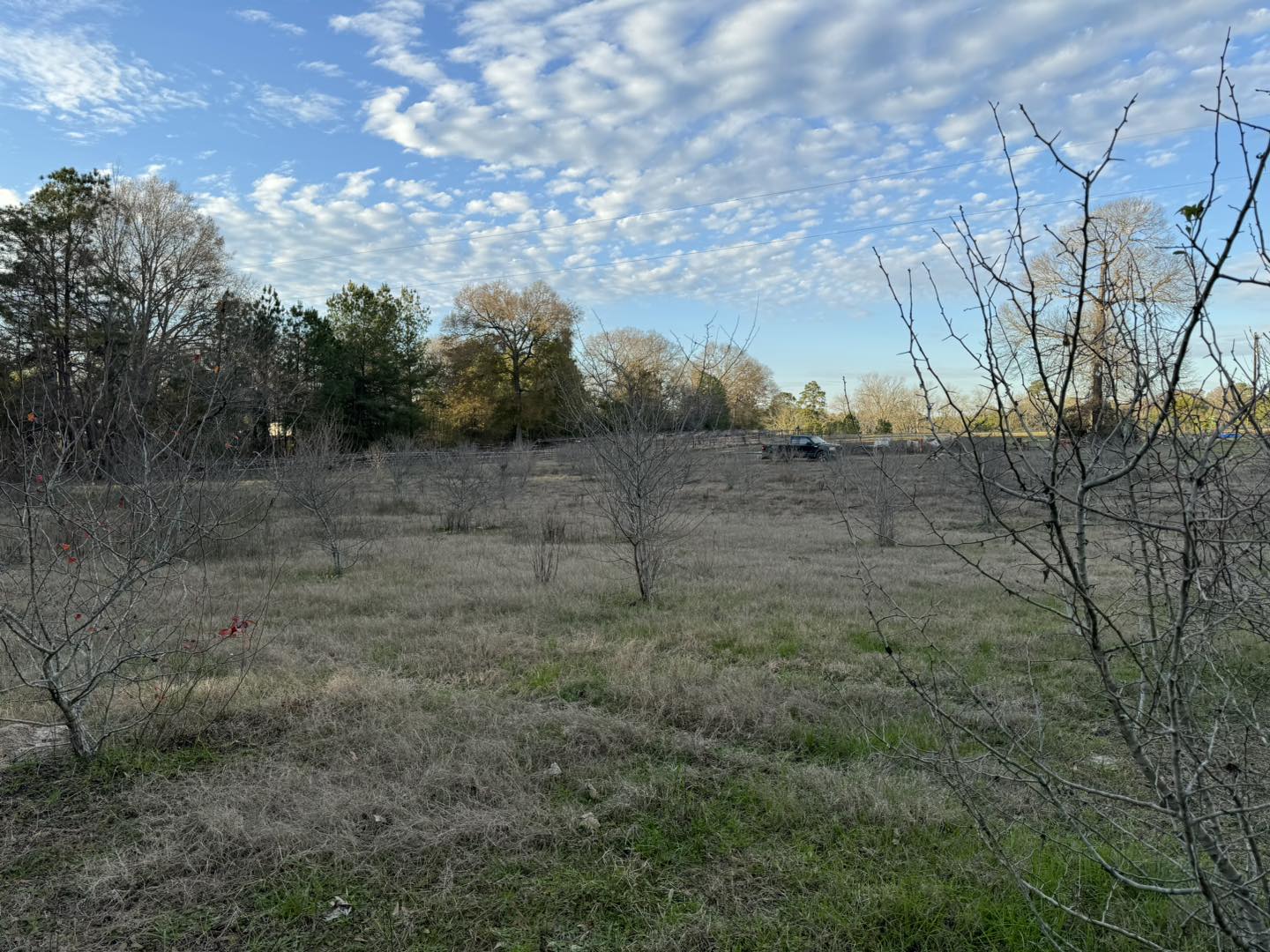 Third Day Farm and Ranch | Jasper TX